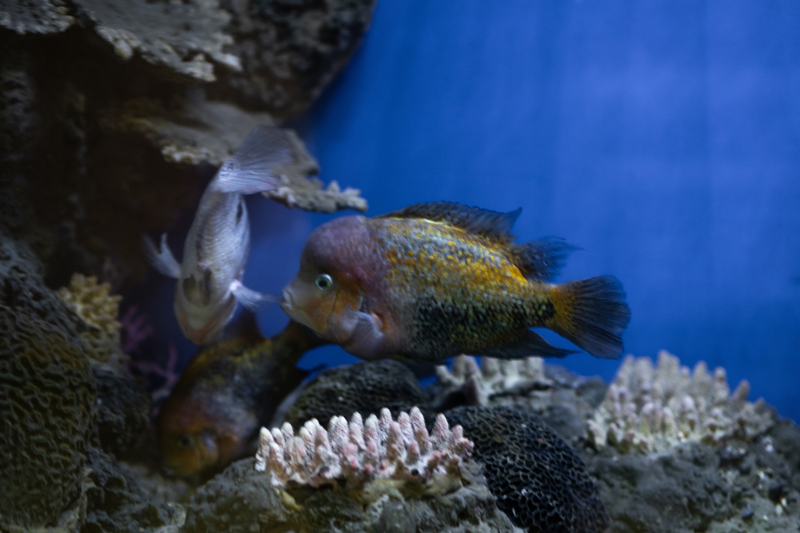 Животные. Фотограф-инноватор в Самарканде Вячеслав Новосёлов