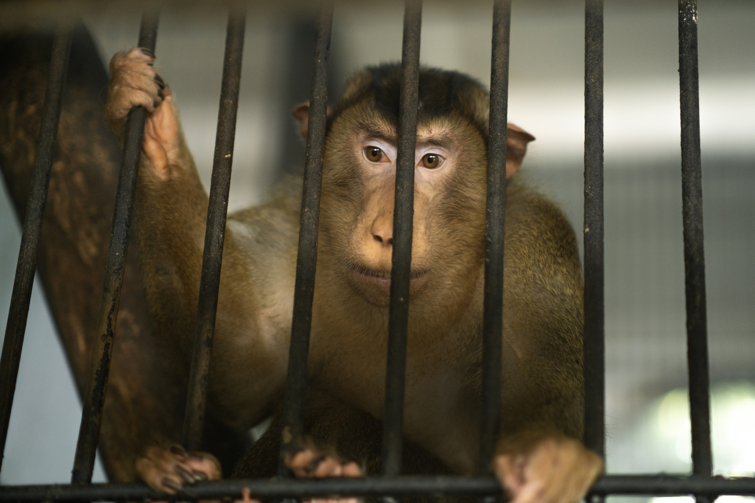 Животные. Фотограф-инноватор в Самарканде Вячеслав Новосёлов