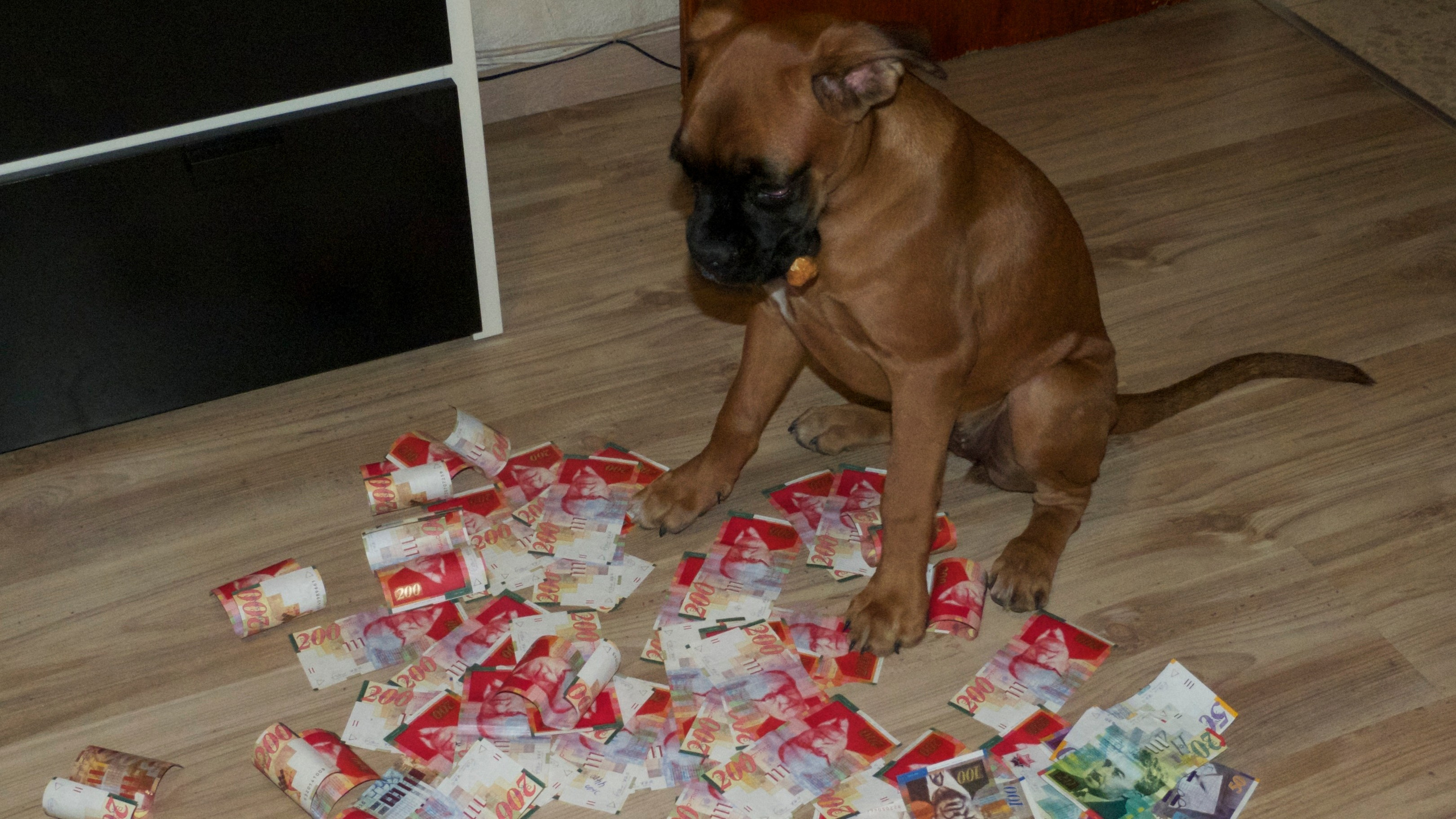 My ״Star״ Boxer Dog