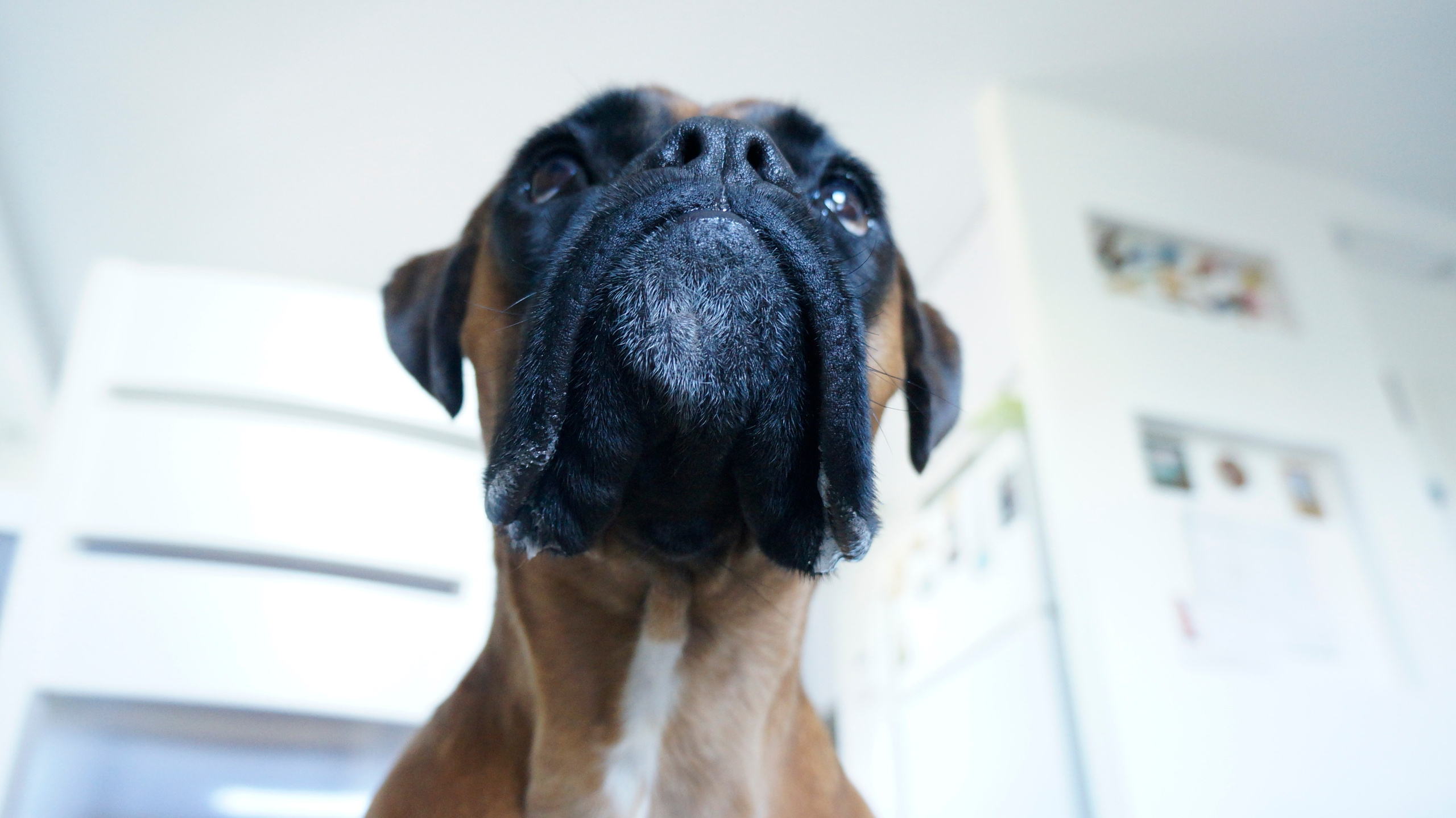 My ״Star״ Boxer Dog