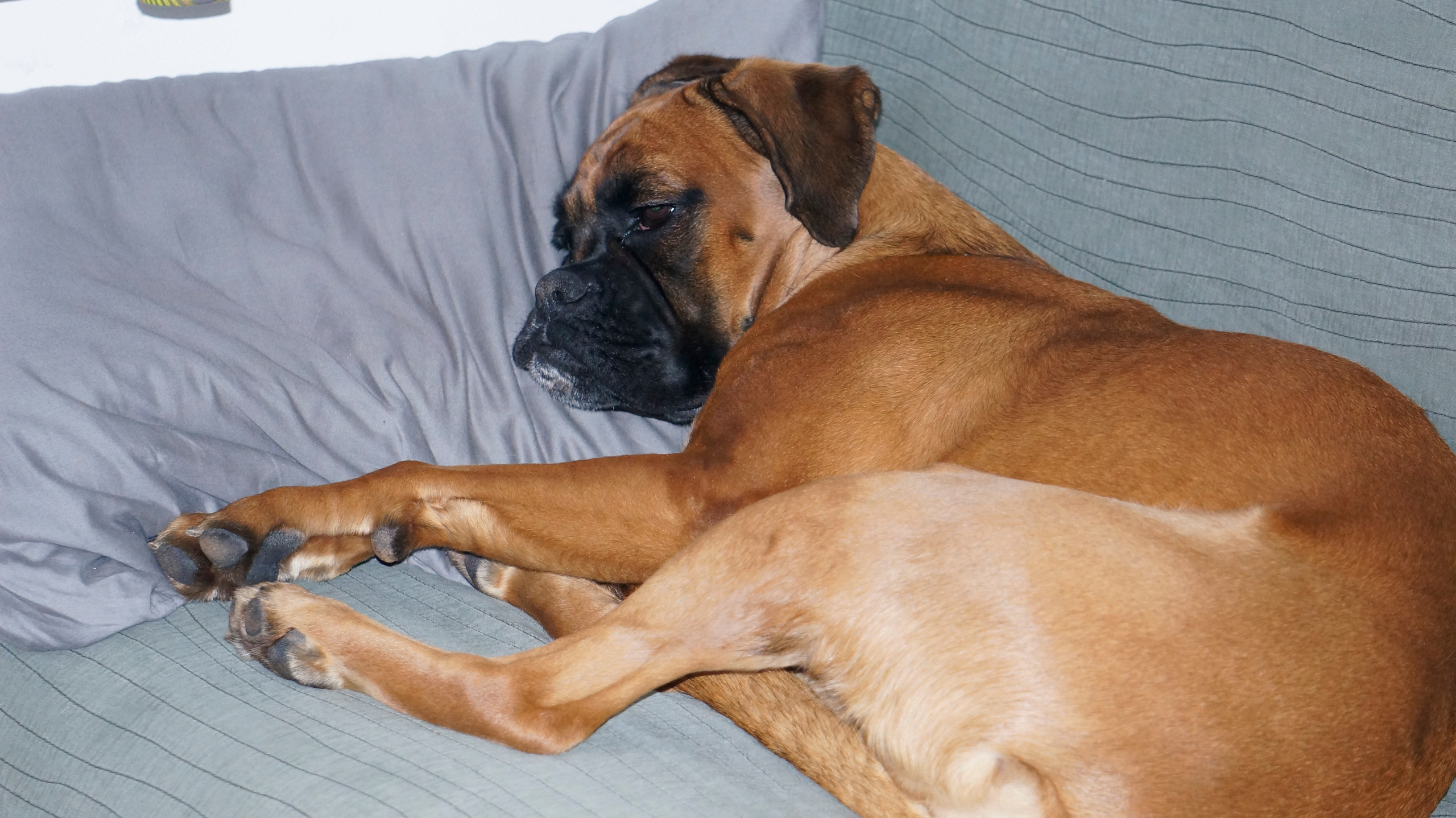 My ״Star״ Boxer Dog