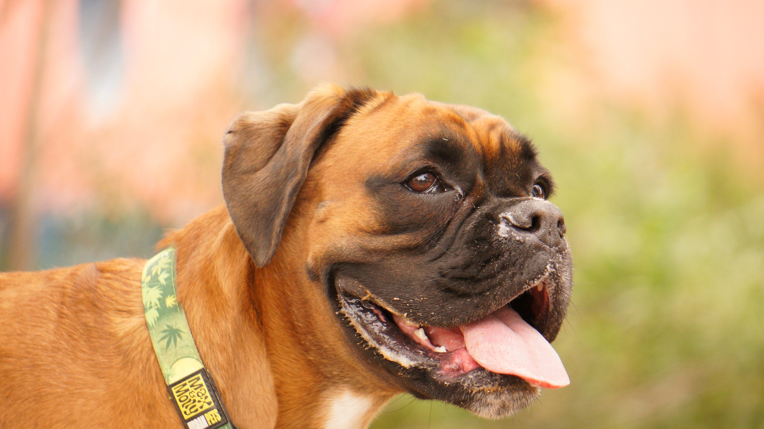 My Star - My Boxer Dog