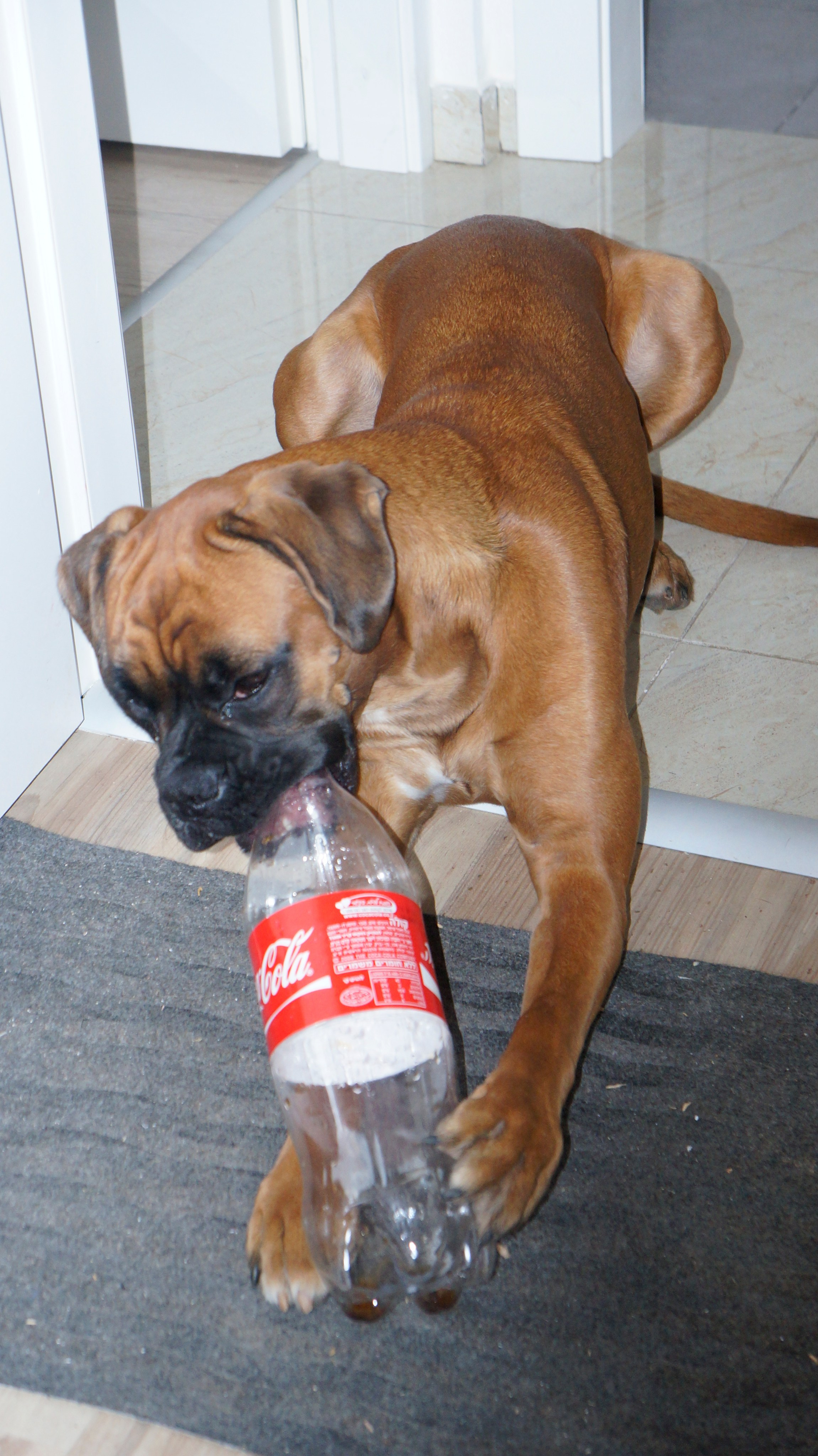 My ״Star״ Boxer Dog