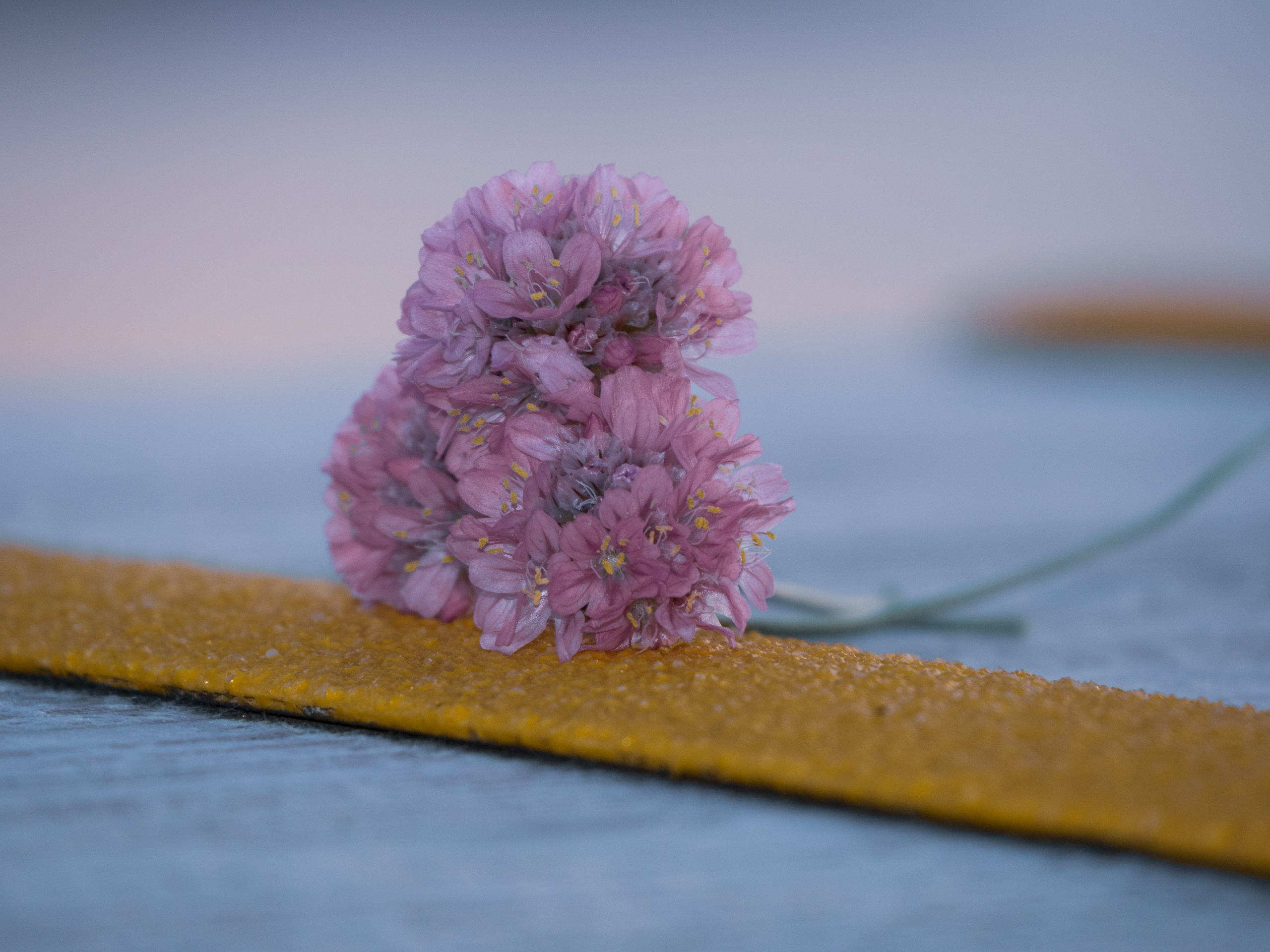 Portfolio. Photographer in Sotenäs municipality. Fotograf i Sotenäs kommun