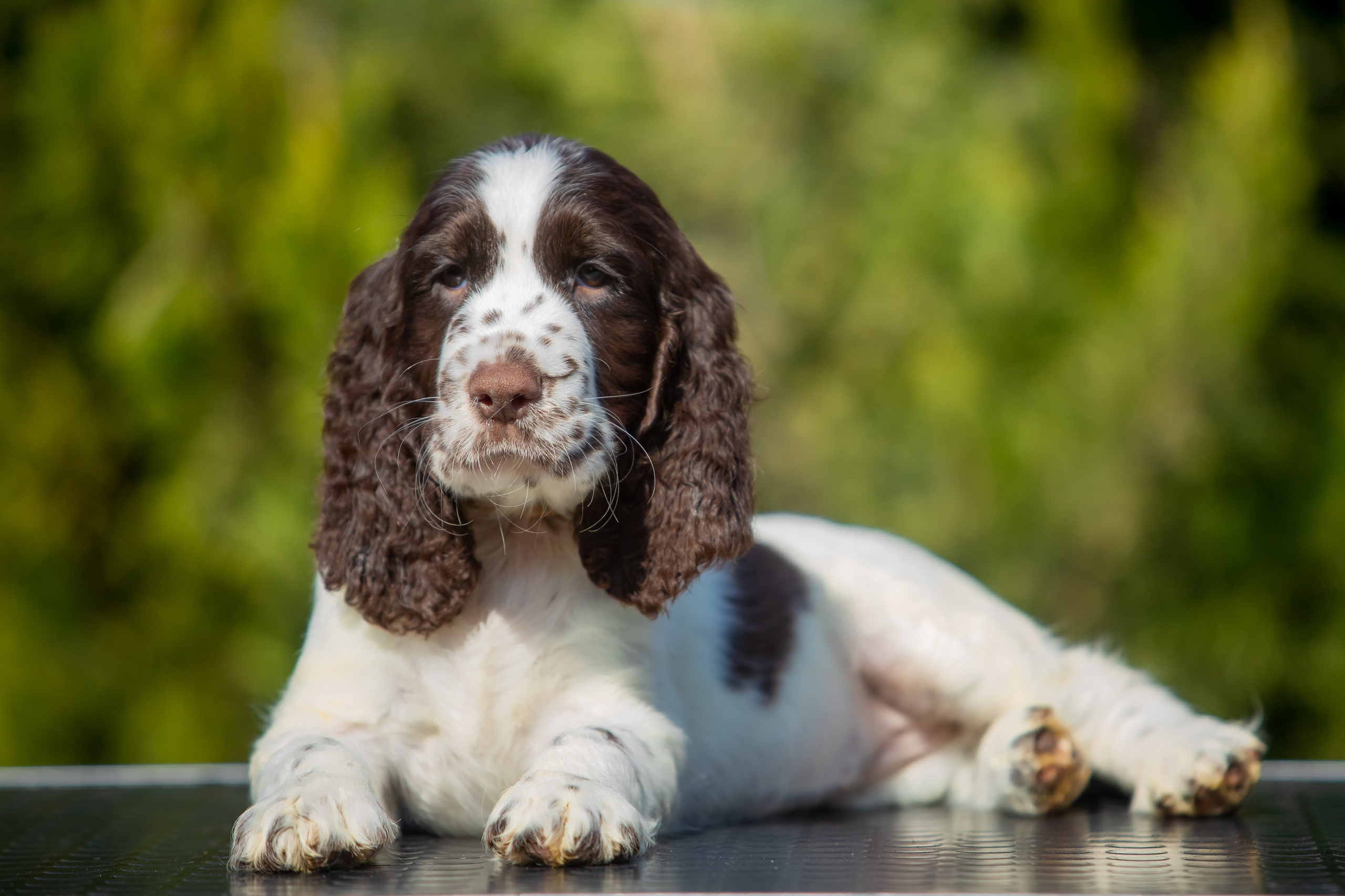 Female — Grey collar 🩶. Website of the titled stud dog of the Springer Spaniel breed
