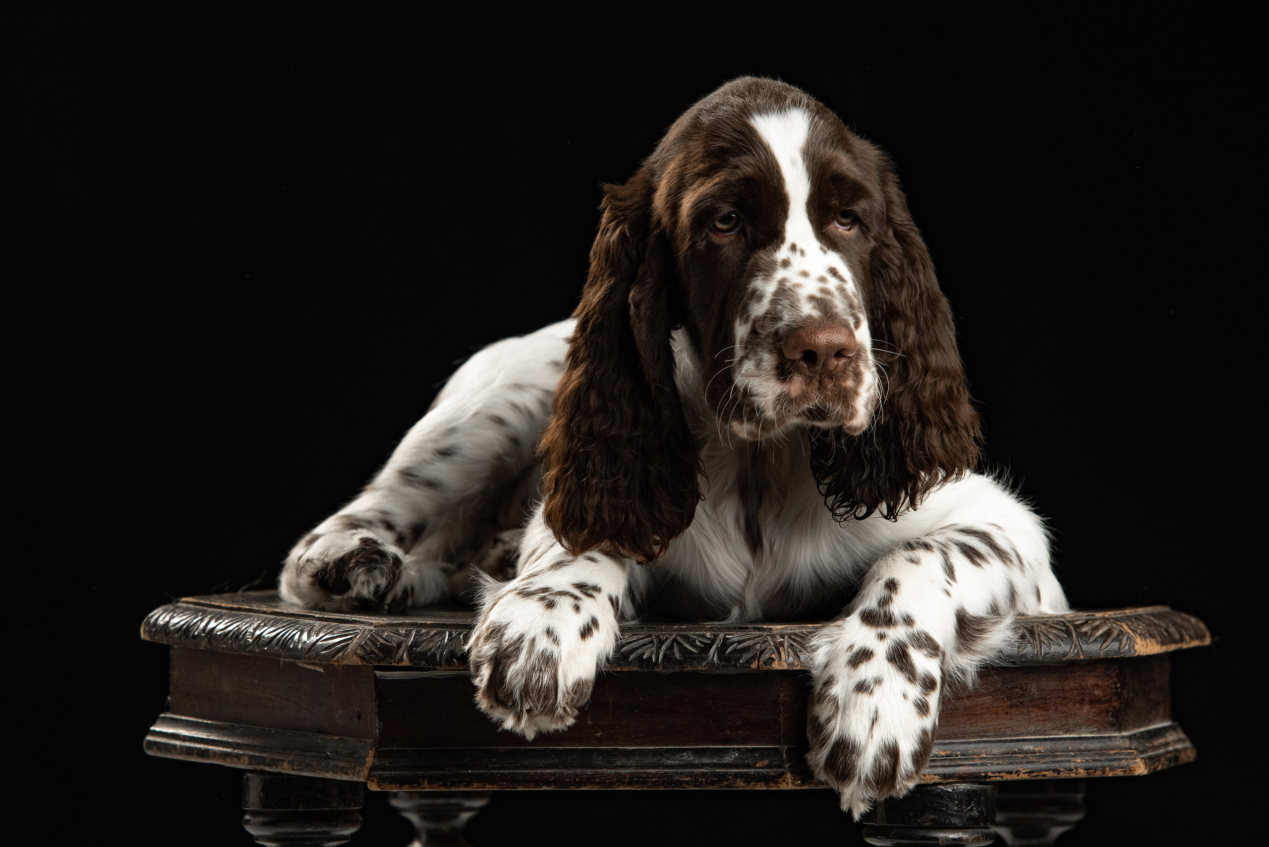 Gallery. Website of the titled stud dog of the Springer Spaniel breed