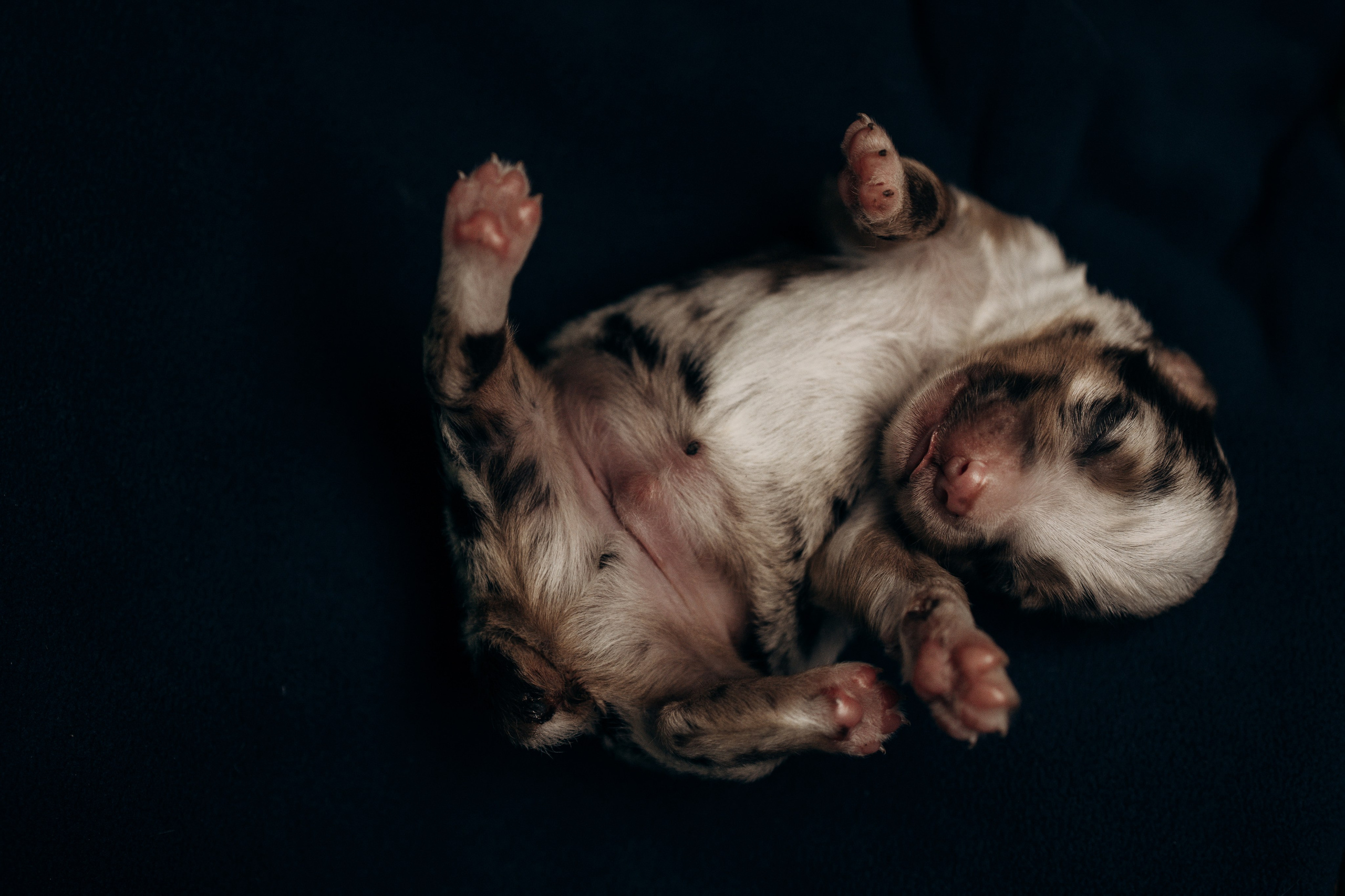 Tiny Aussies. Pet Photographer Viktoriya Aleshenko