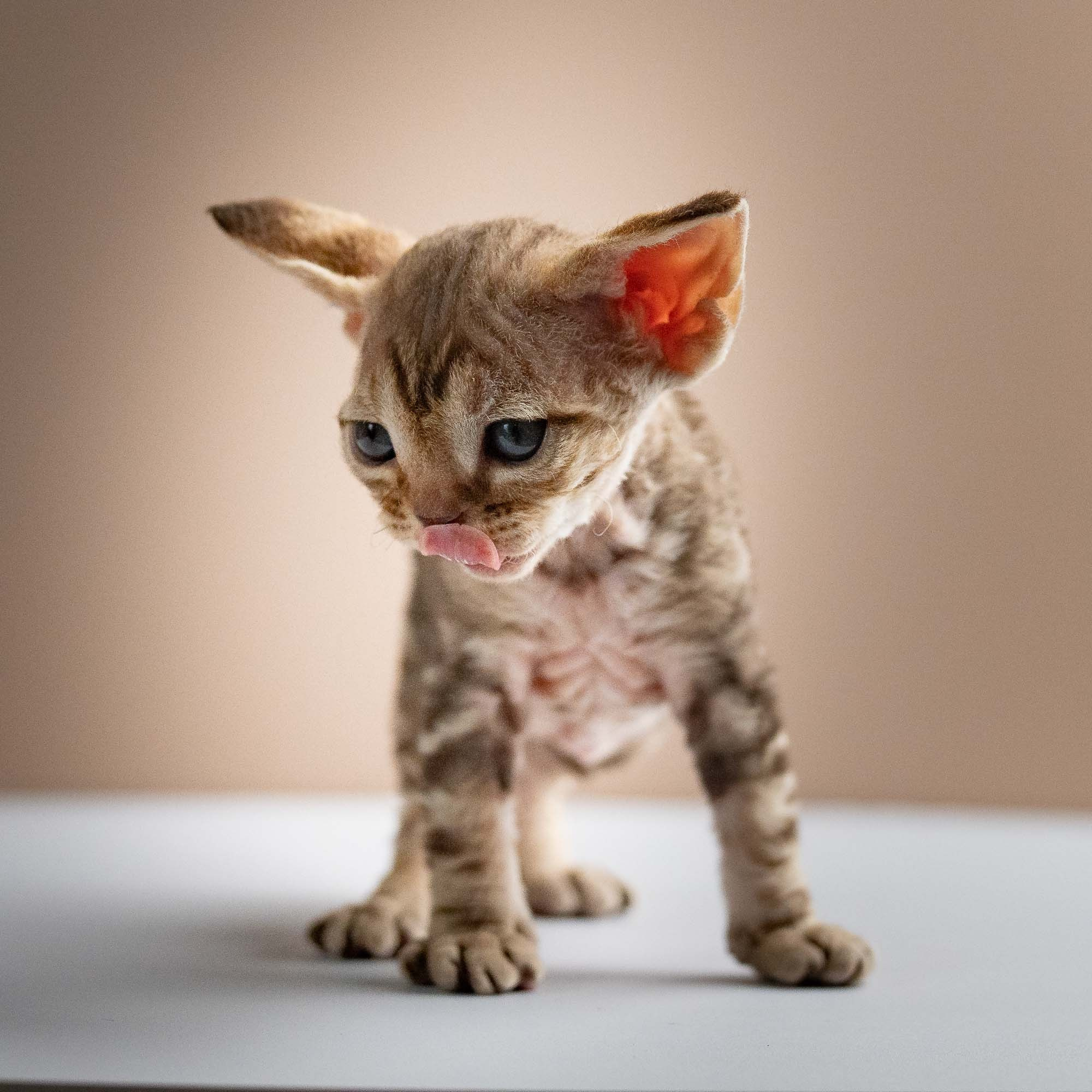 Sirius, boy, born 05.15.26. Devon Rex Pixie Cattery