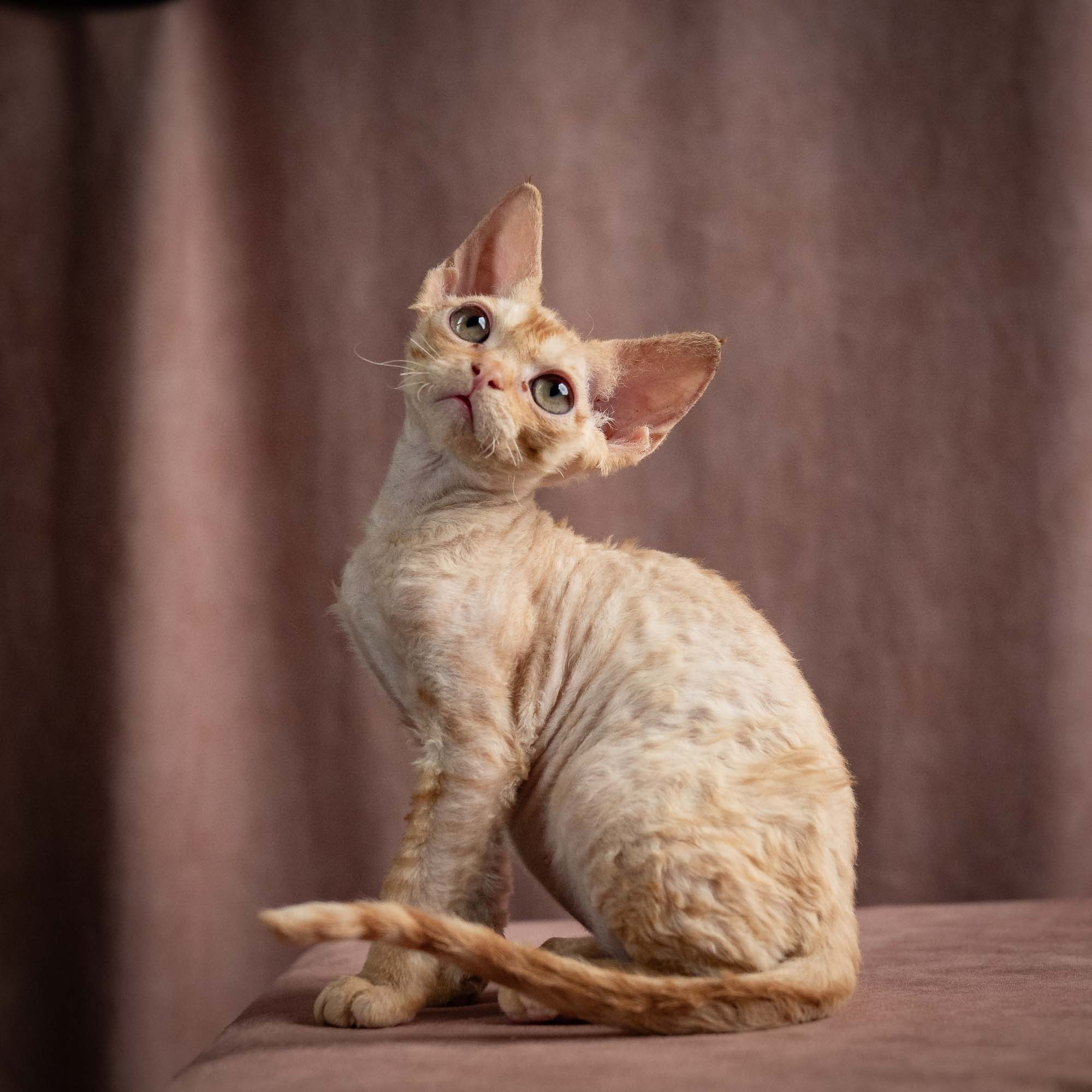 Piper, girl, born 02.11.26. Devon Rex Pixie Cattery