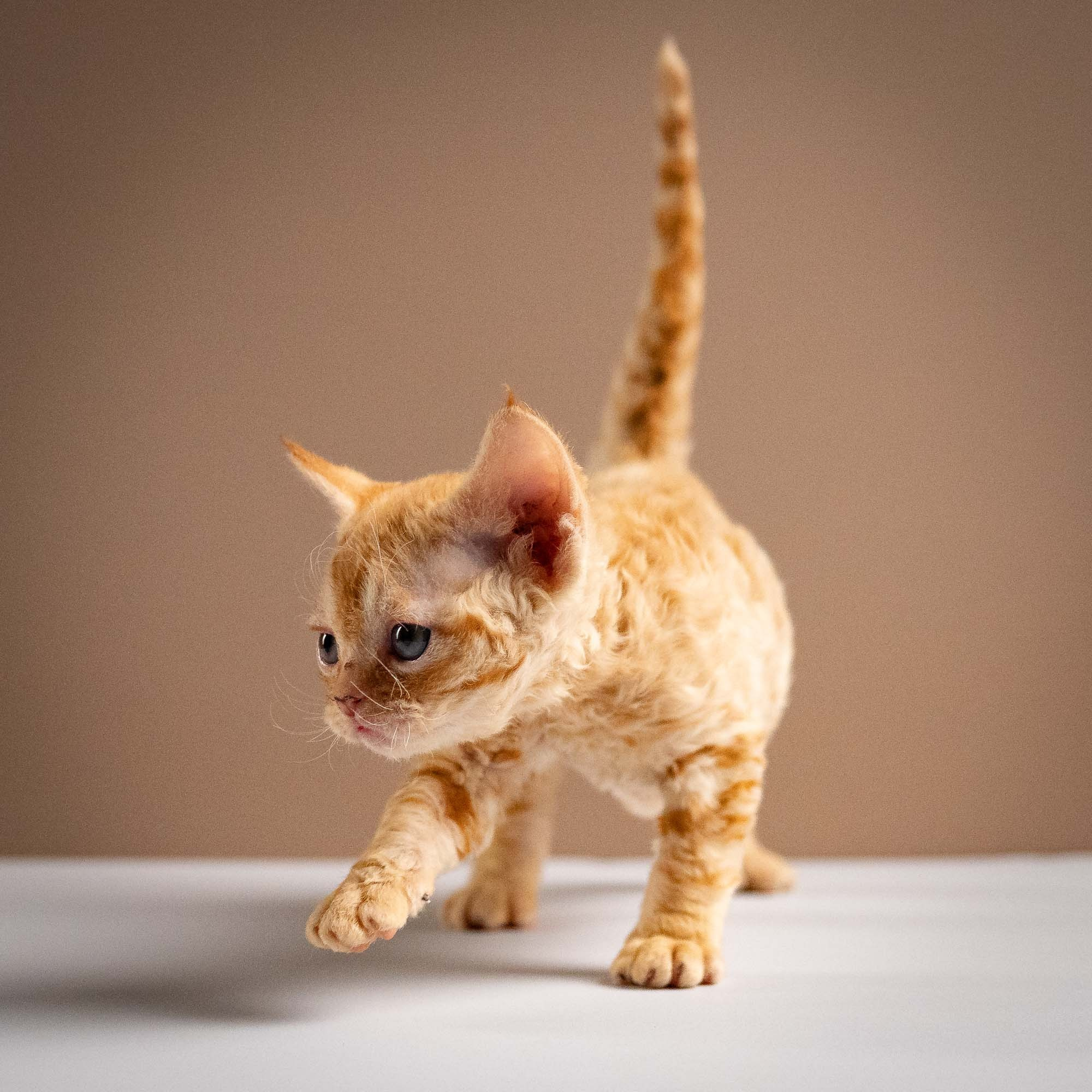 Piper, girl, born 02.11.26. Devon Rex Pixie Cattery