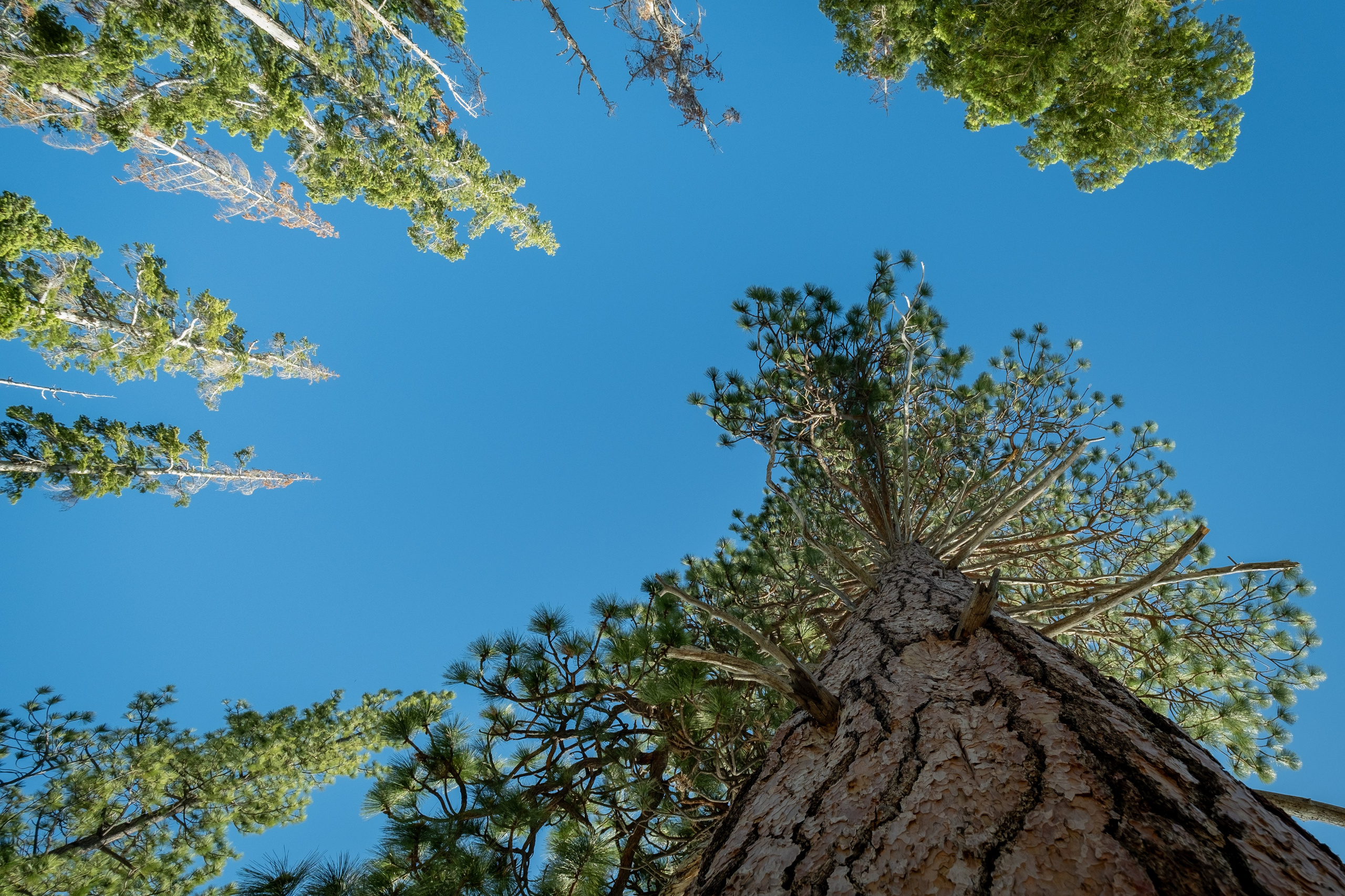 TAHOE. Reportage concert portrait photography in the San Francisco Bay Area