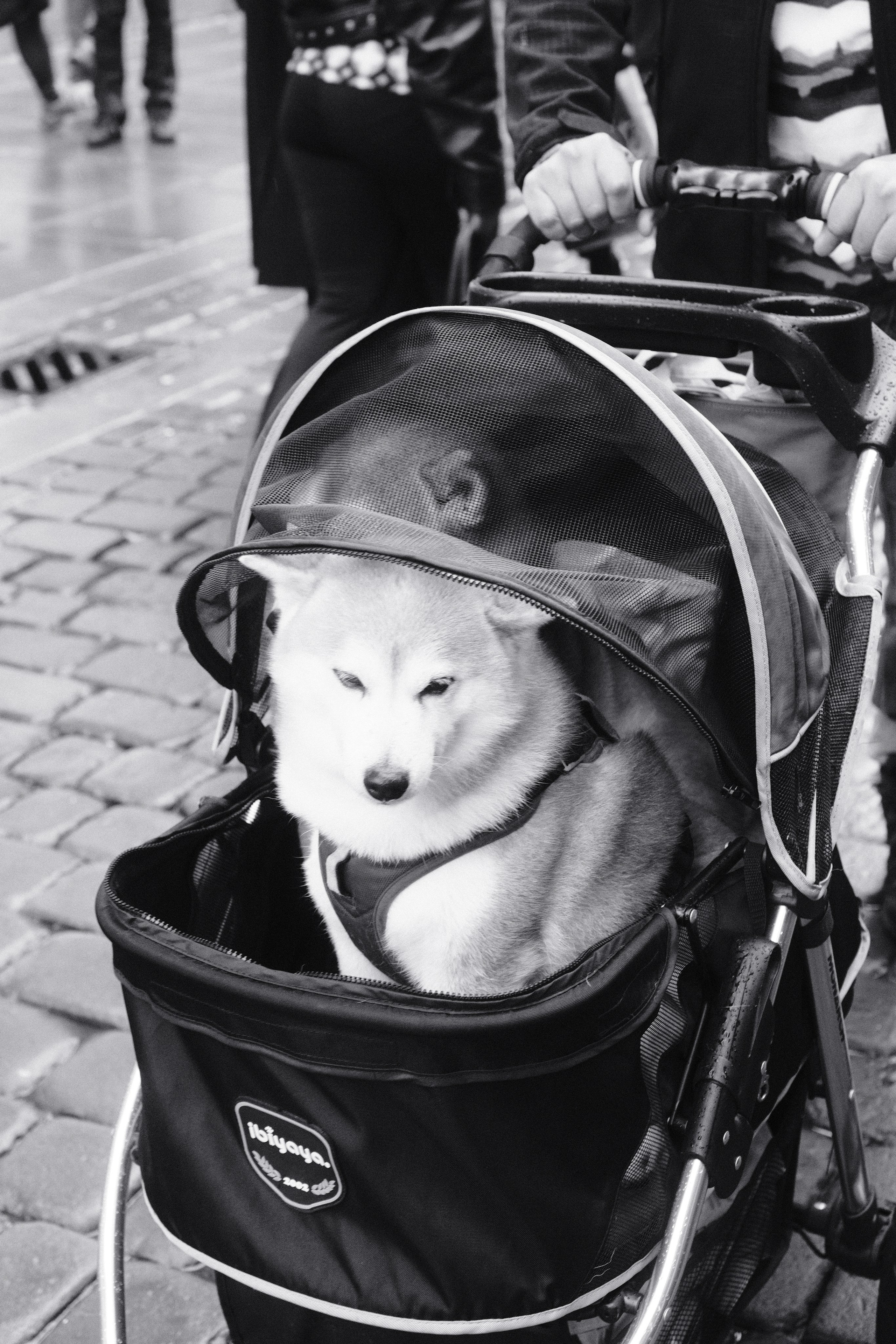 Manchester 2026 in black and white. Callum Ecobichon
