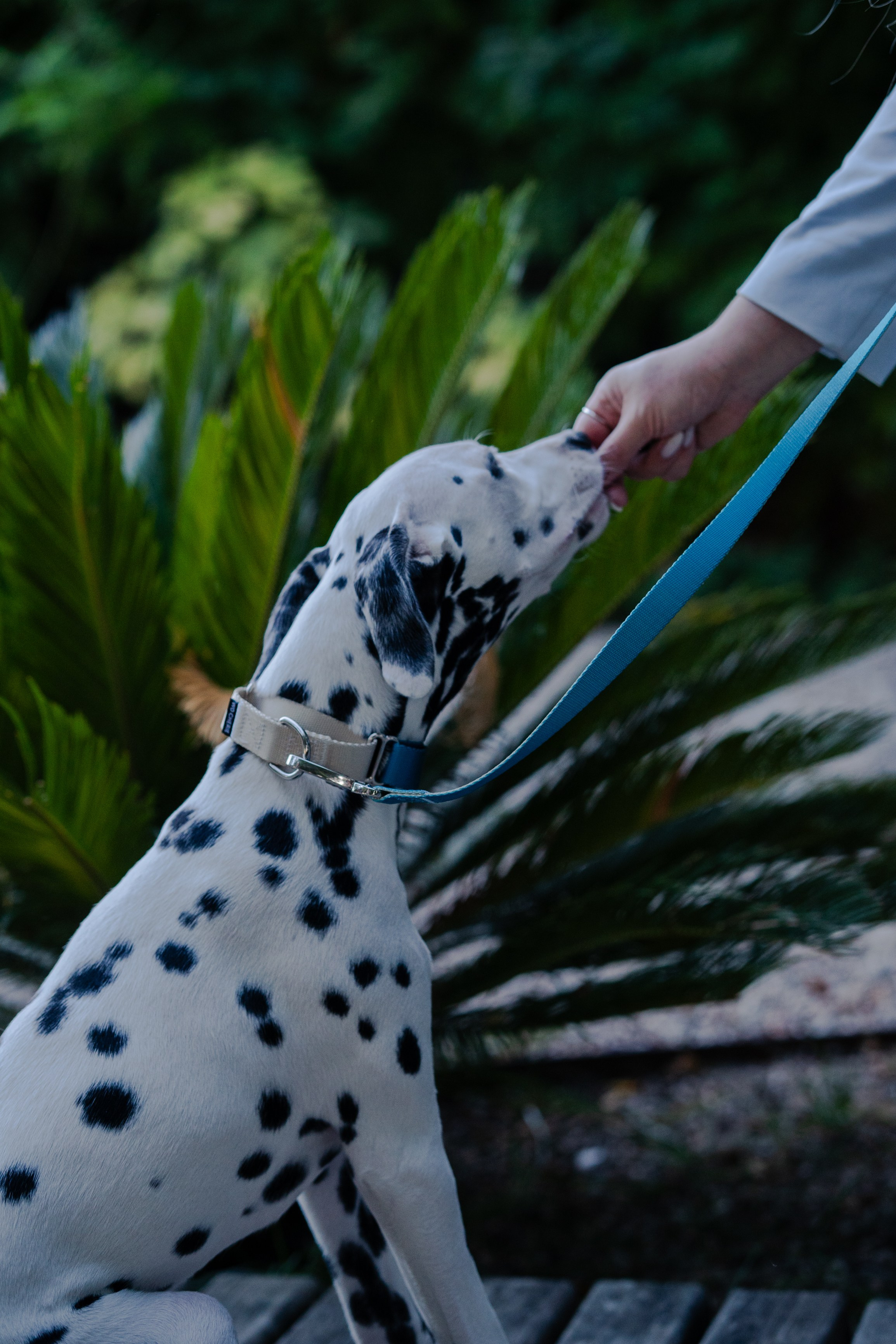 Wo.cherie. Lisbon Event Photographer