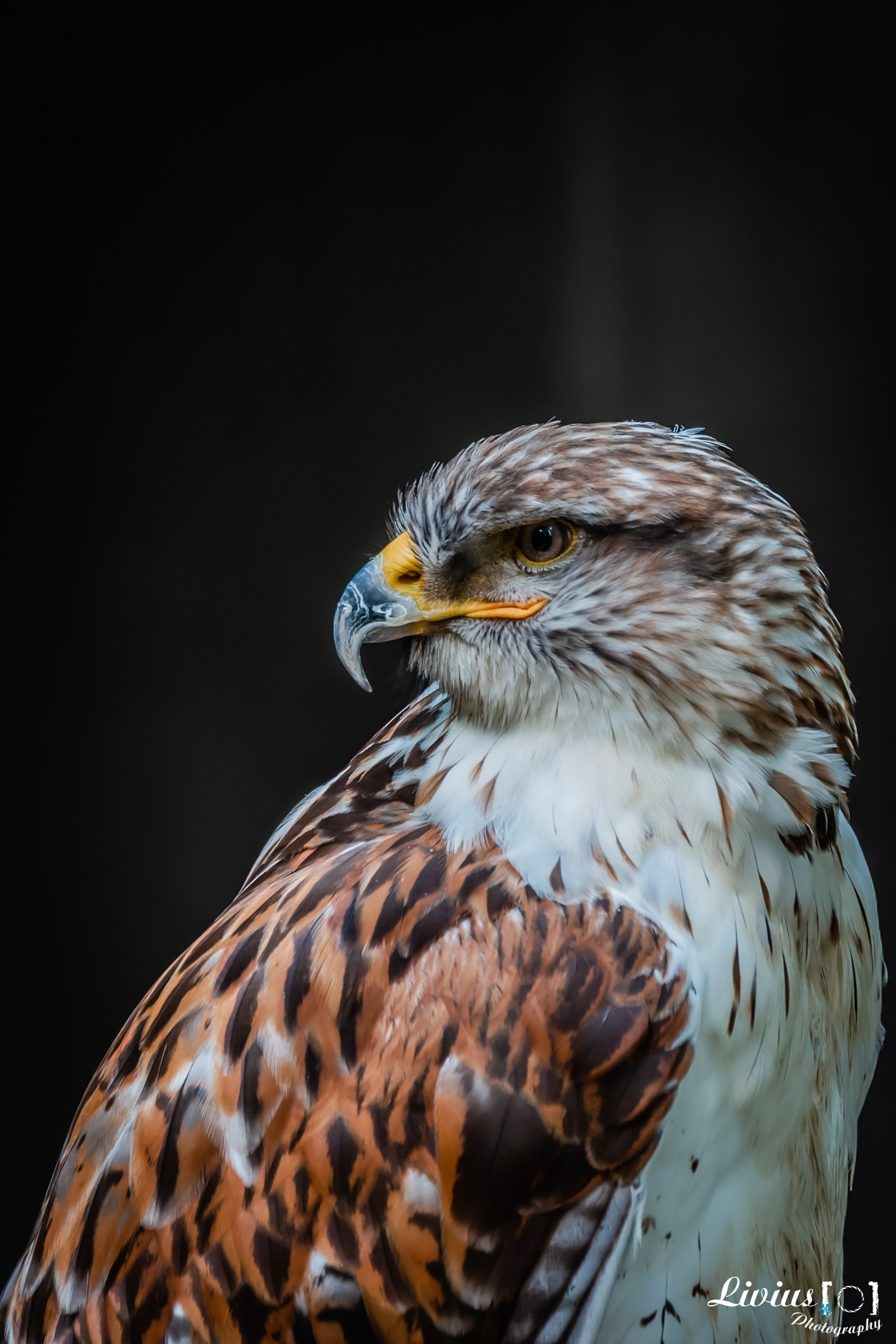Wildpark Tambach. FOTO KREATIV