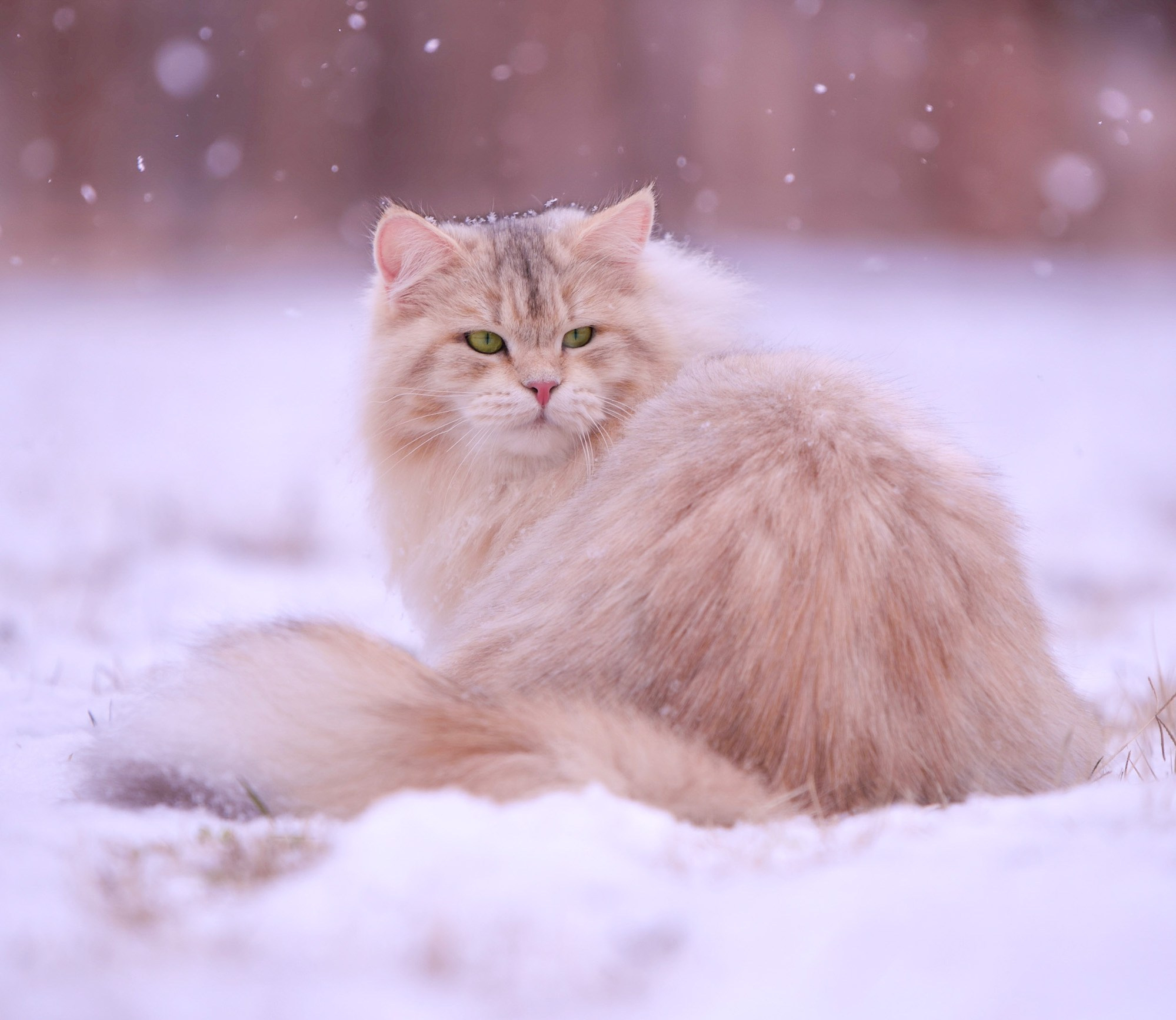 Astera Siberians |Hypoallergenic Kittens