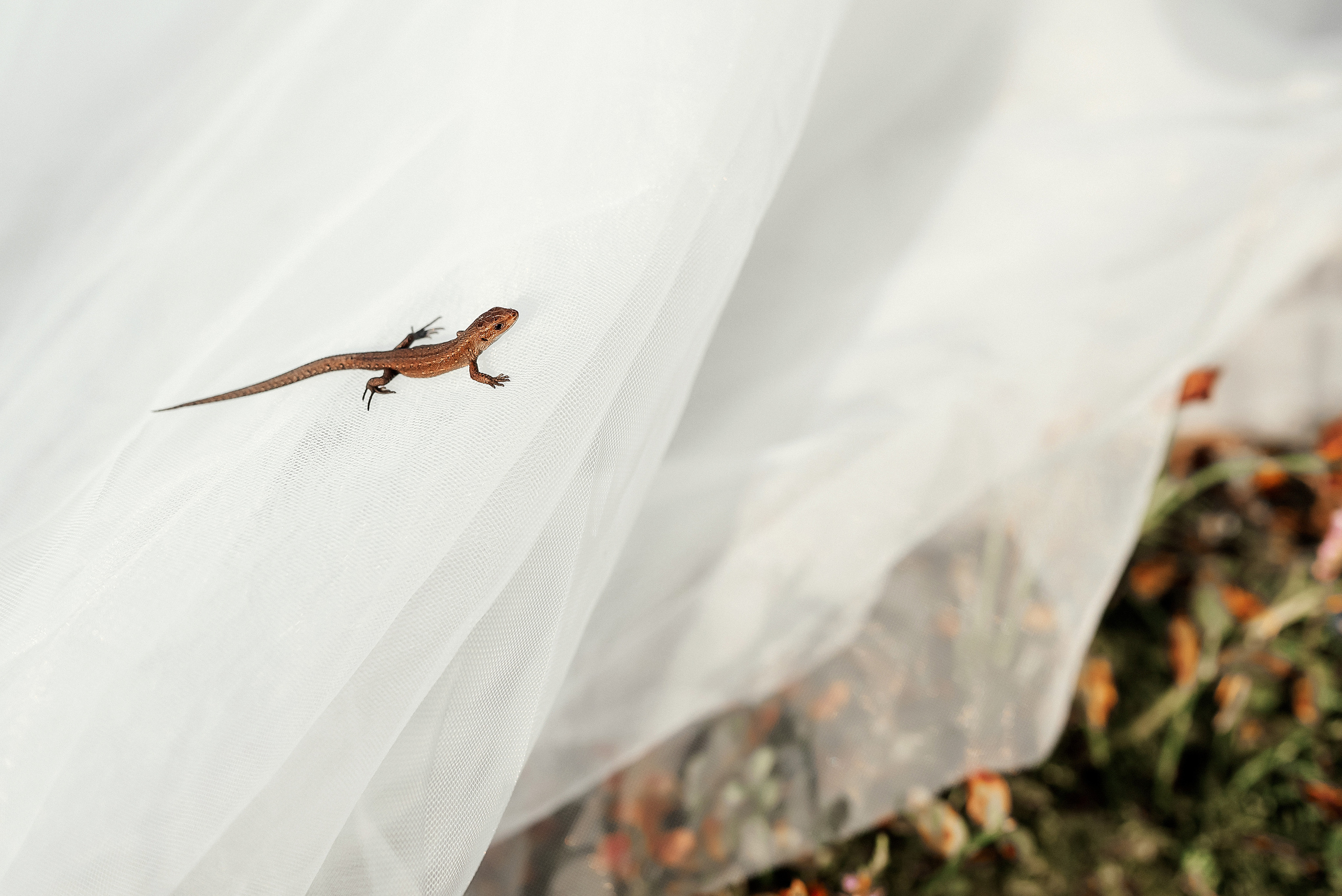 Baiba Anna un Alvils. Ваш фотограф в Латгалии — Александра Юхневича!