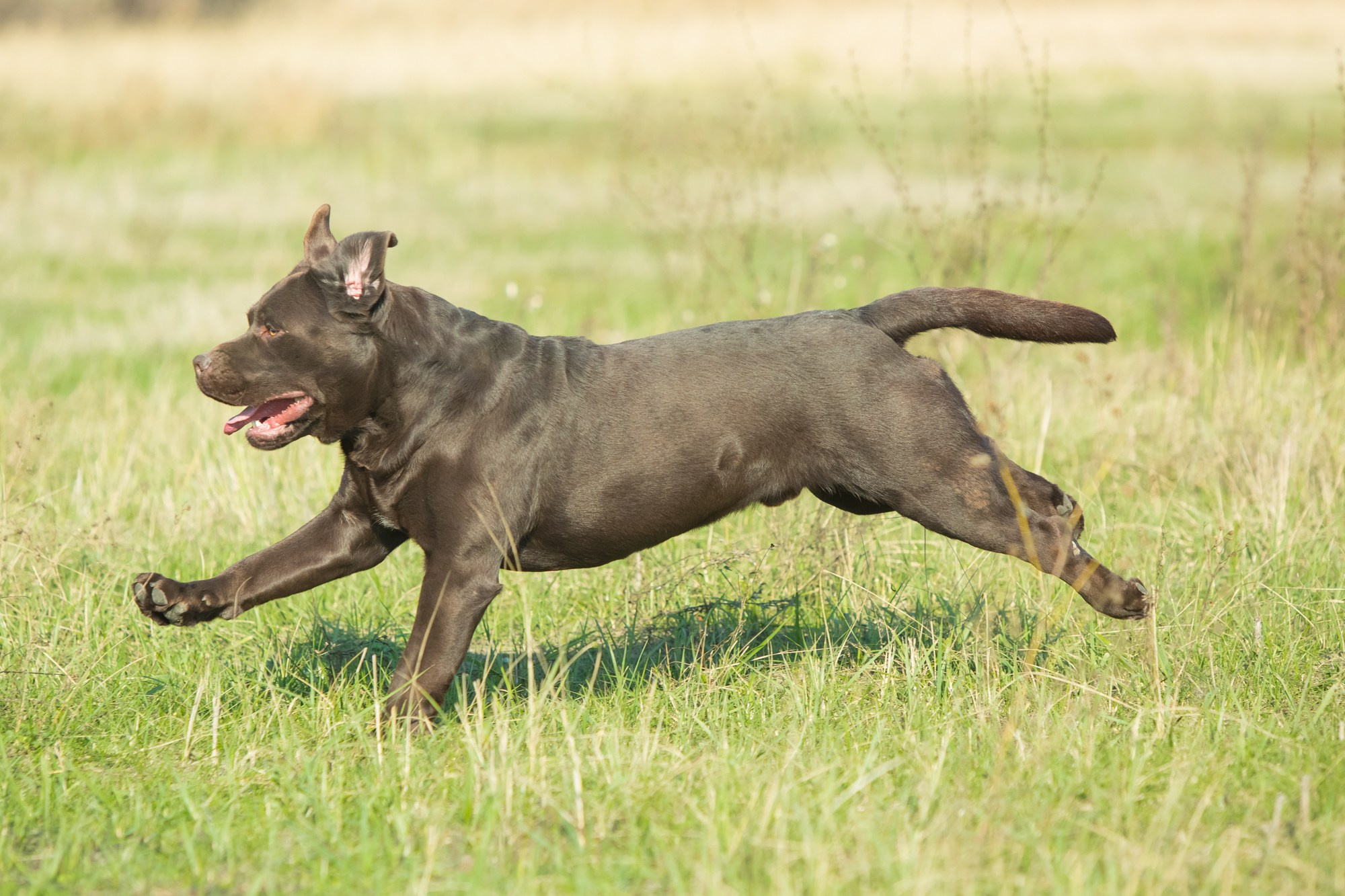 Newton. Цуценята лабрадор ретривера, Дніпро, Україна