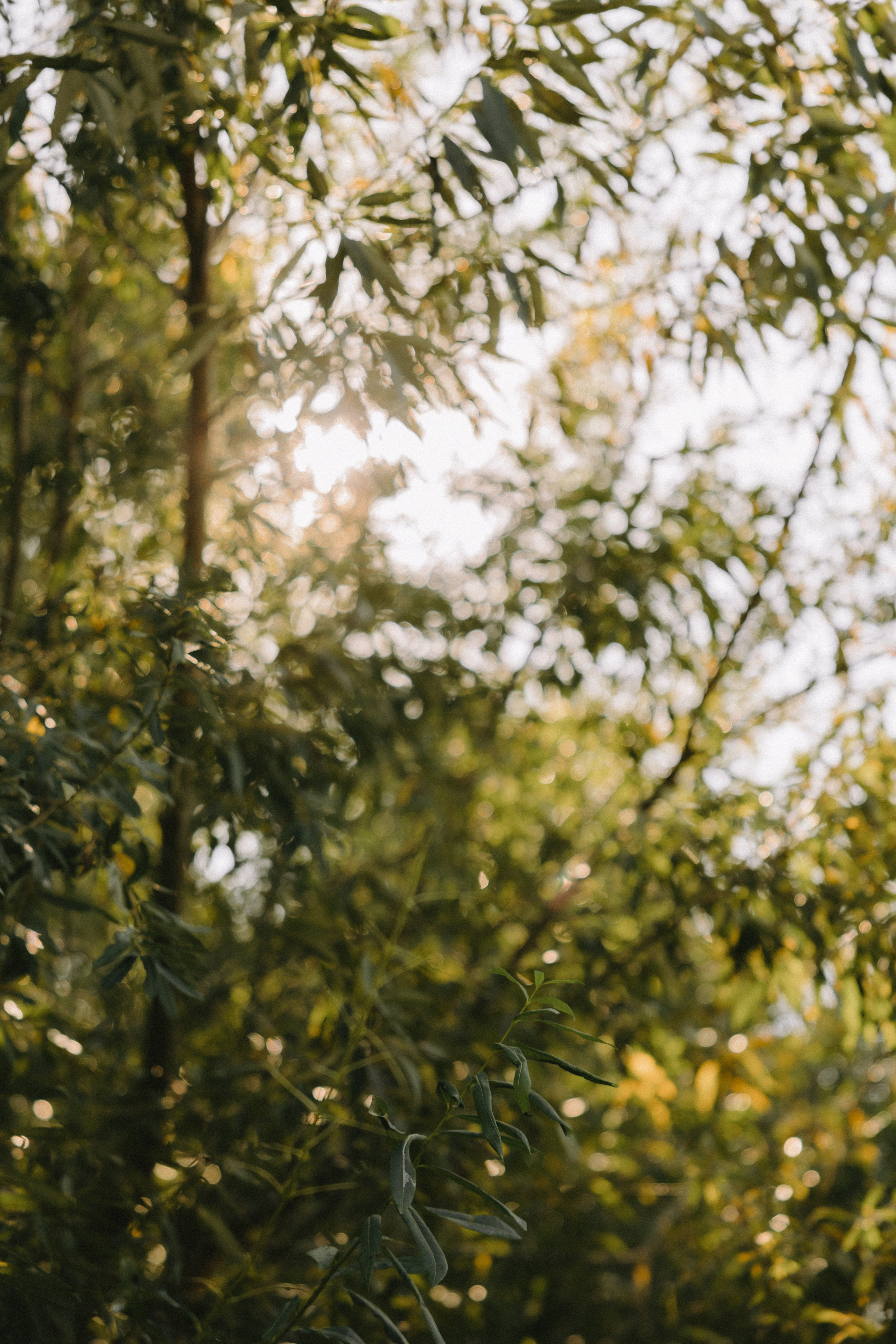 Sigita ir Artūras | Pabėgimas į gamtą ir aštrūs šešėliai. Vestuvių ir šeimų fotografė Lena Bondarenko / belove photo