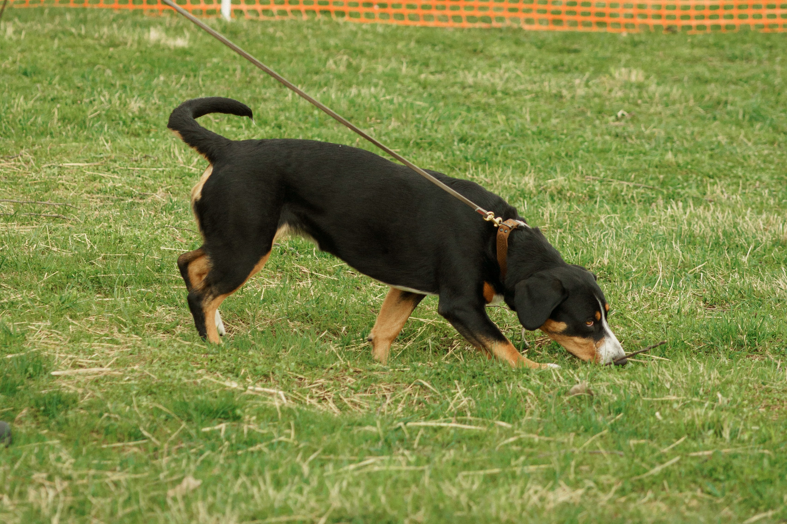 Herding Days, 26 apr. 2025. Kat Laisaar — Pet photographer in Tallinn