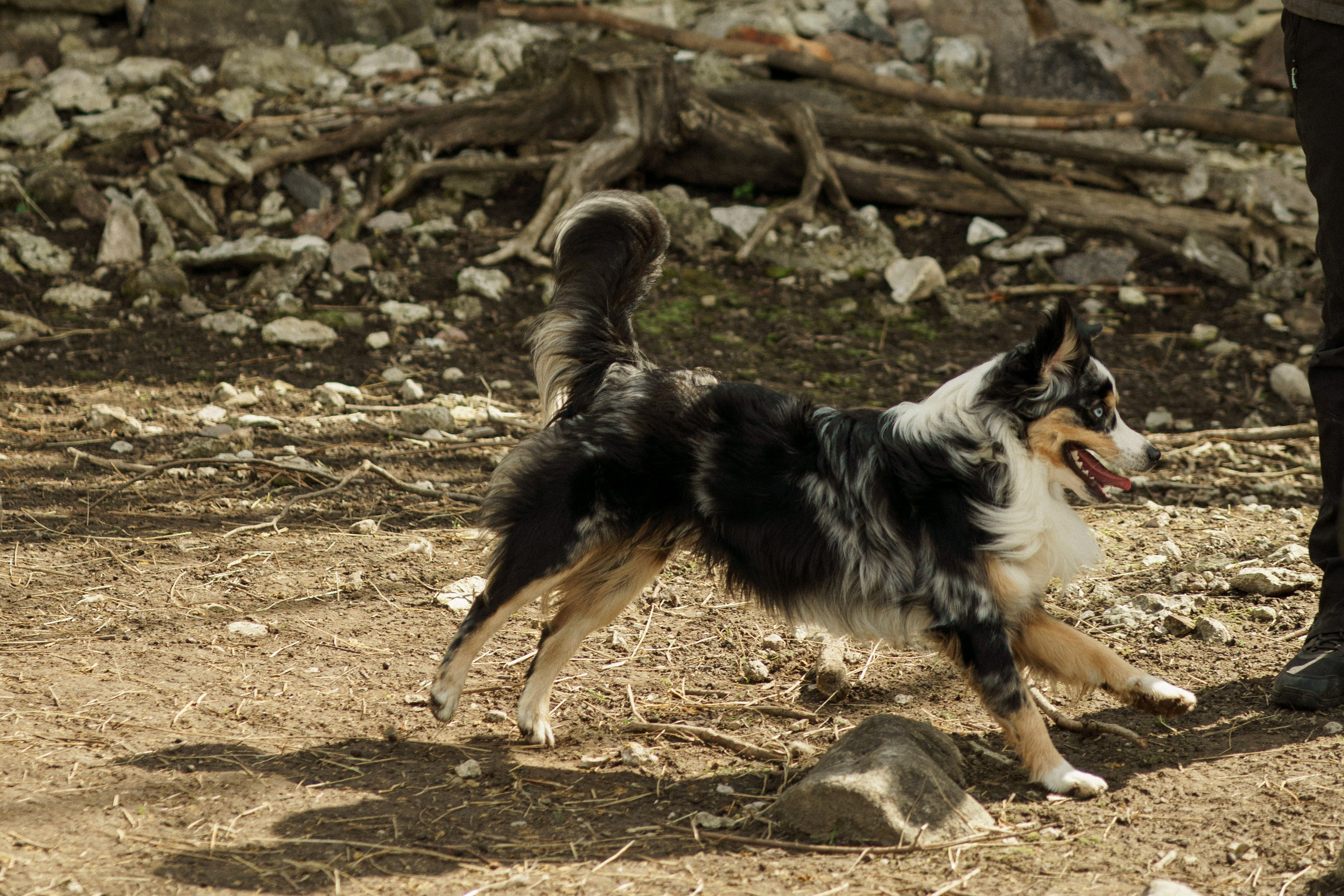 Herding Days, 26 apr. 2025. Kat Laisaar — Pet photographer in Tallinn