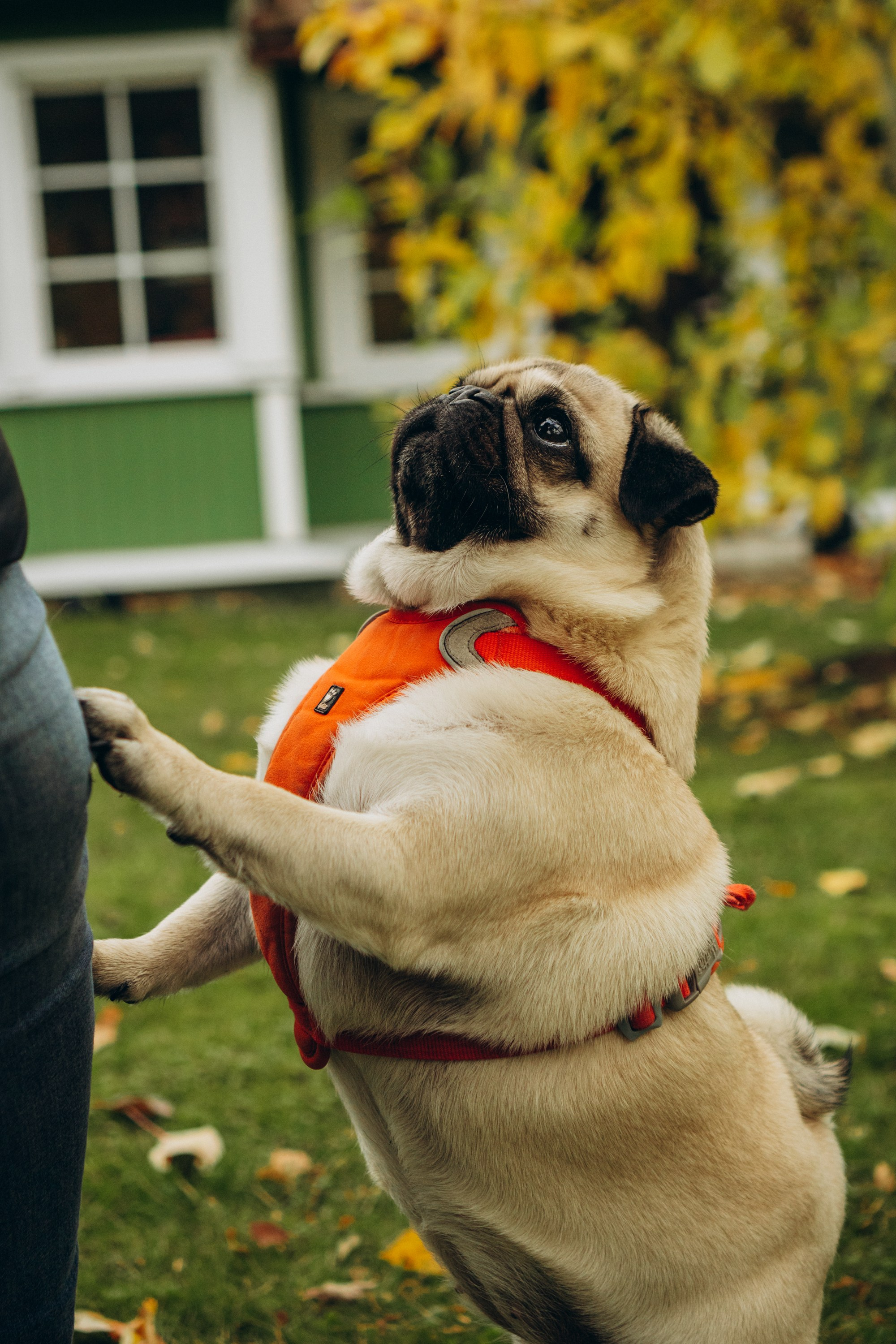 Jelena and her Sandy, Pug and Katja and her Safiir, Cardigan Welsh Corgi. Kat Laisaar — Pet photographer in Tallinn