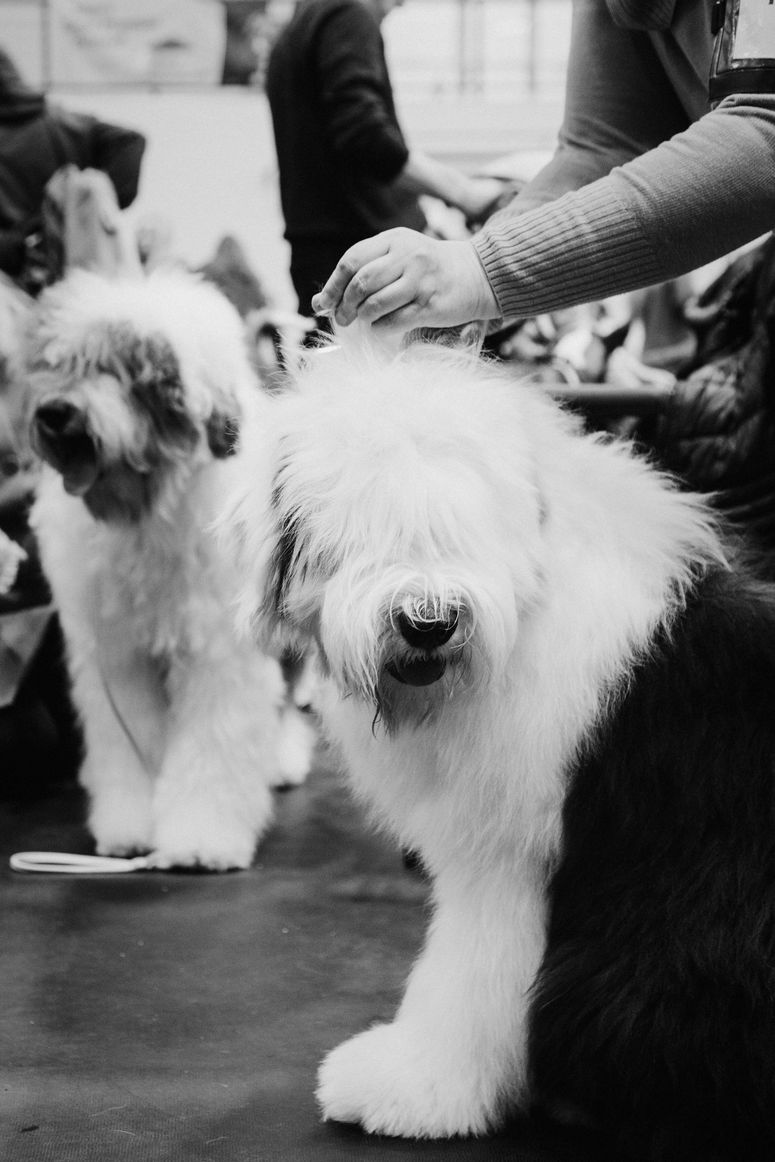 Pärnu dog weekend photo report. Kat Laisaar — Pet photographer in Tallinn