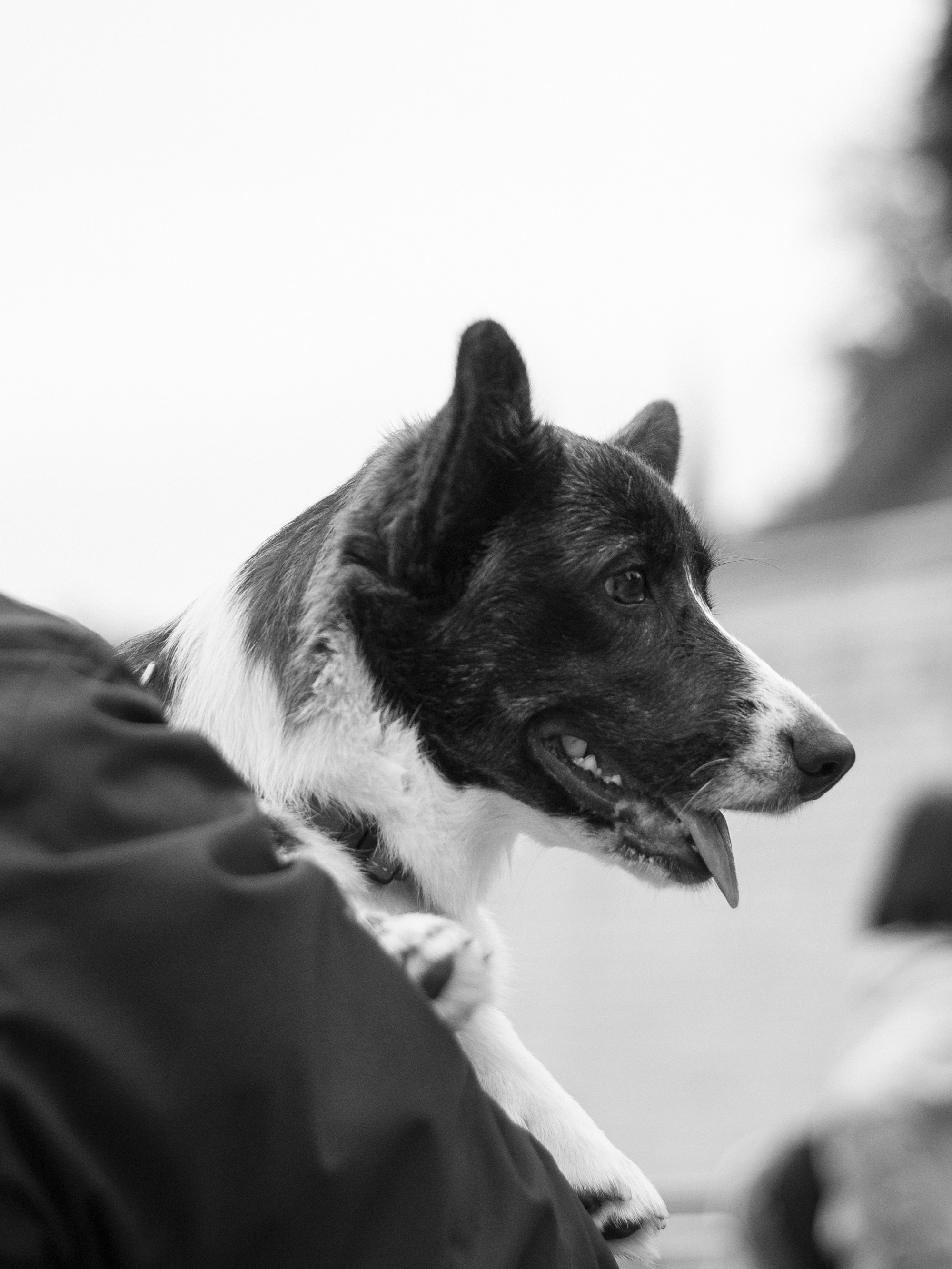 Corgi party, september. Kat Laisaar — Pet photographer in Tallinn