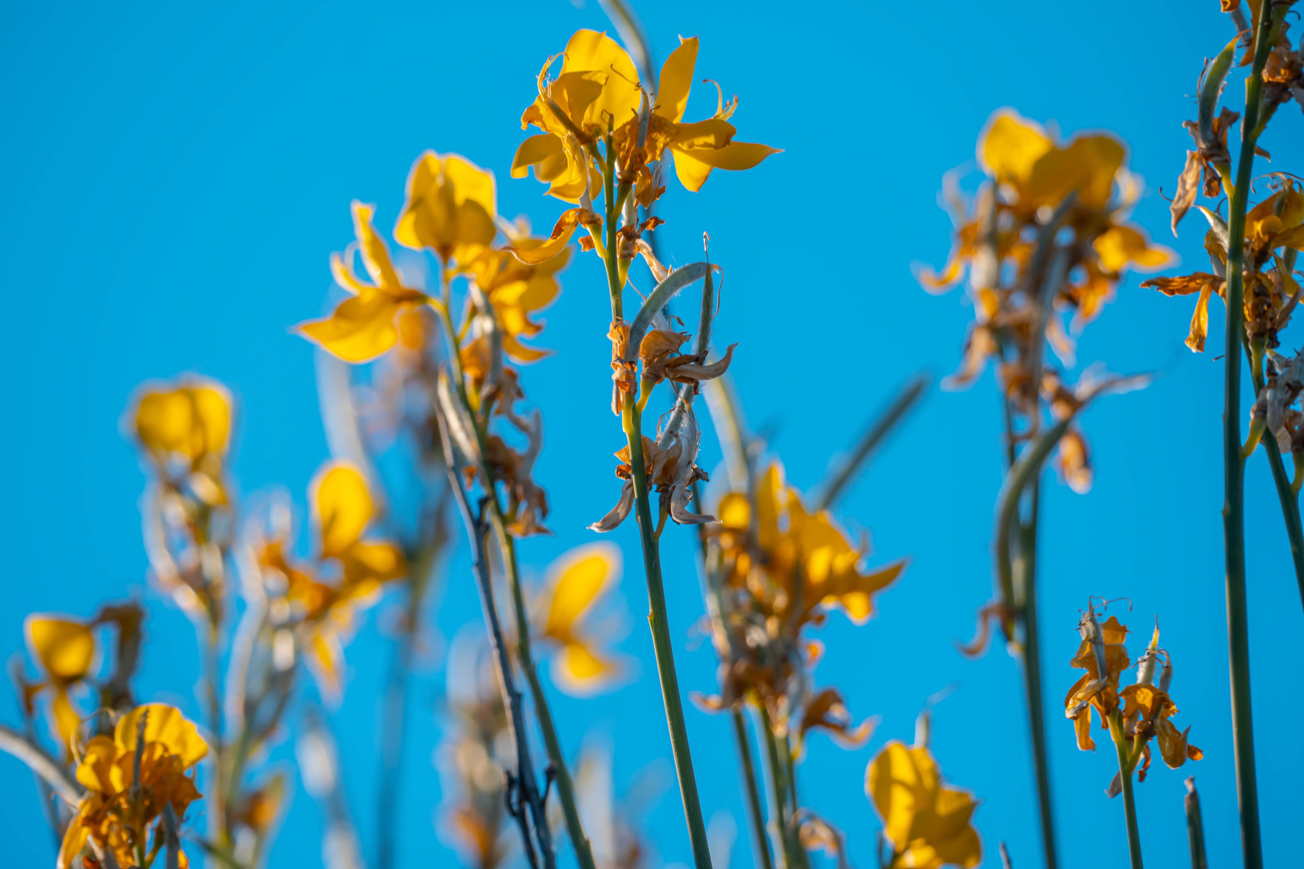 Bocetos. Alba del Norte Studio