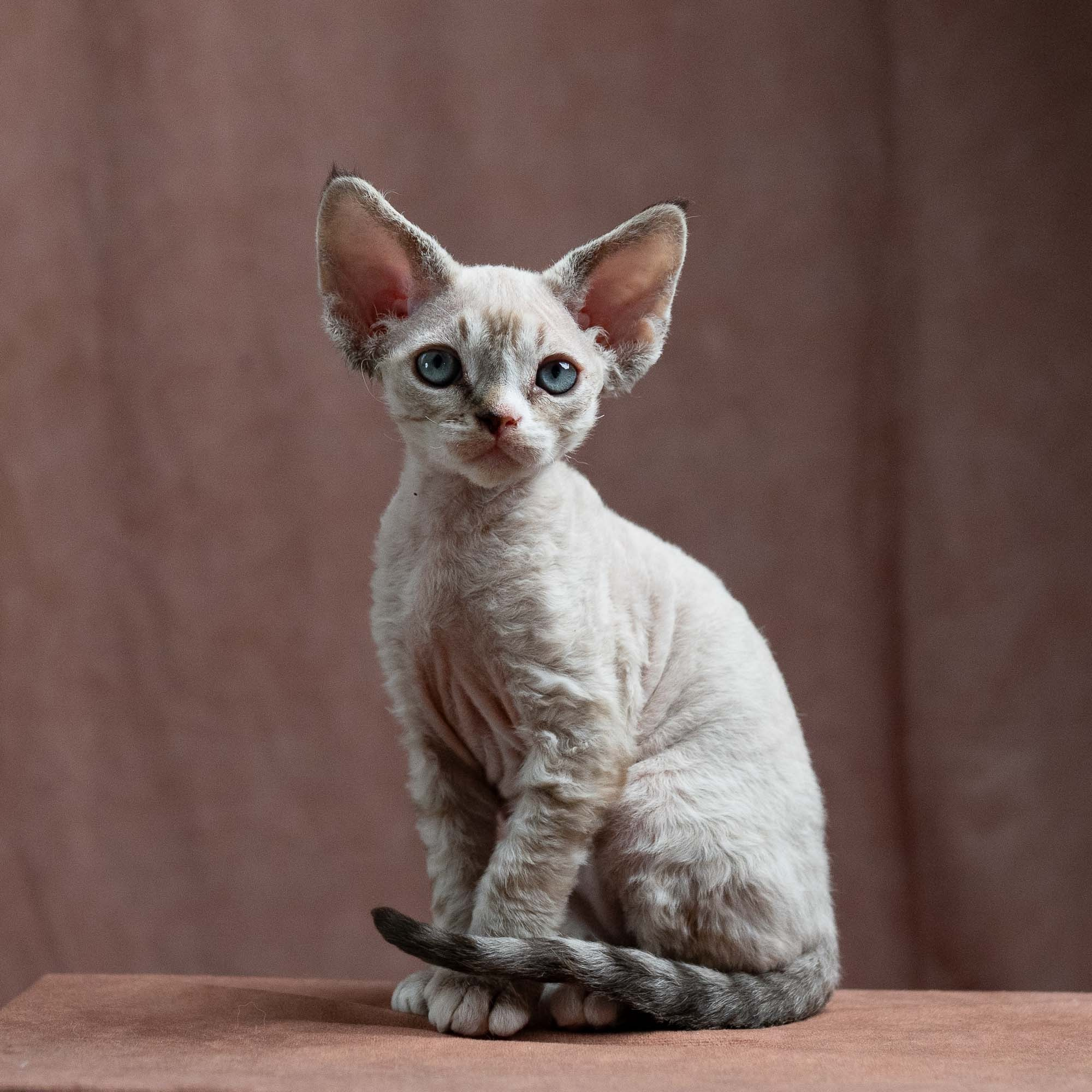 Fuzzy, boy, born on 01.01.25. Devon Rex Pixie Cattery