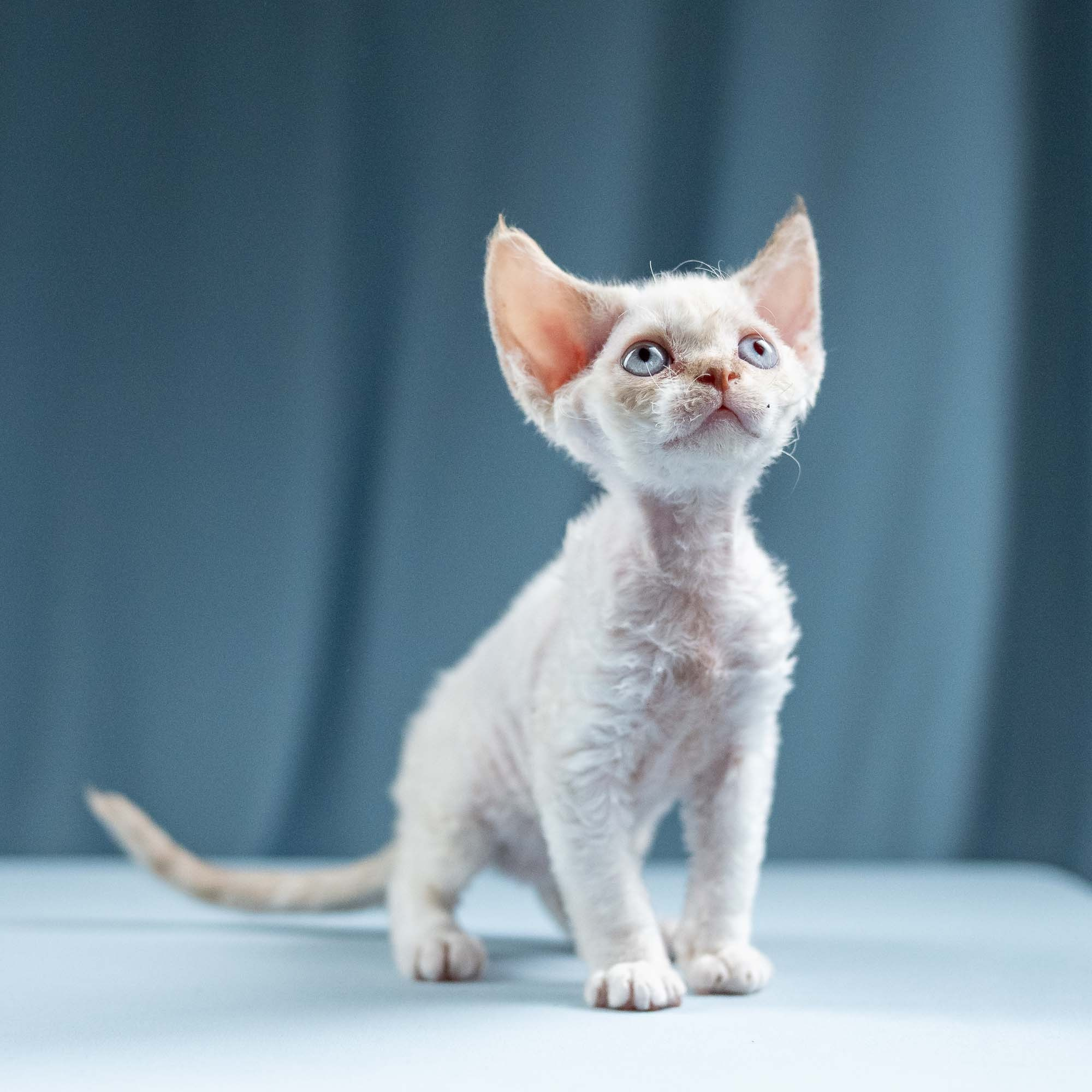 Jessica, girl, born 06.25.2025. Devon Rex Pixie Cattery