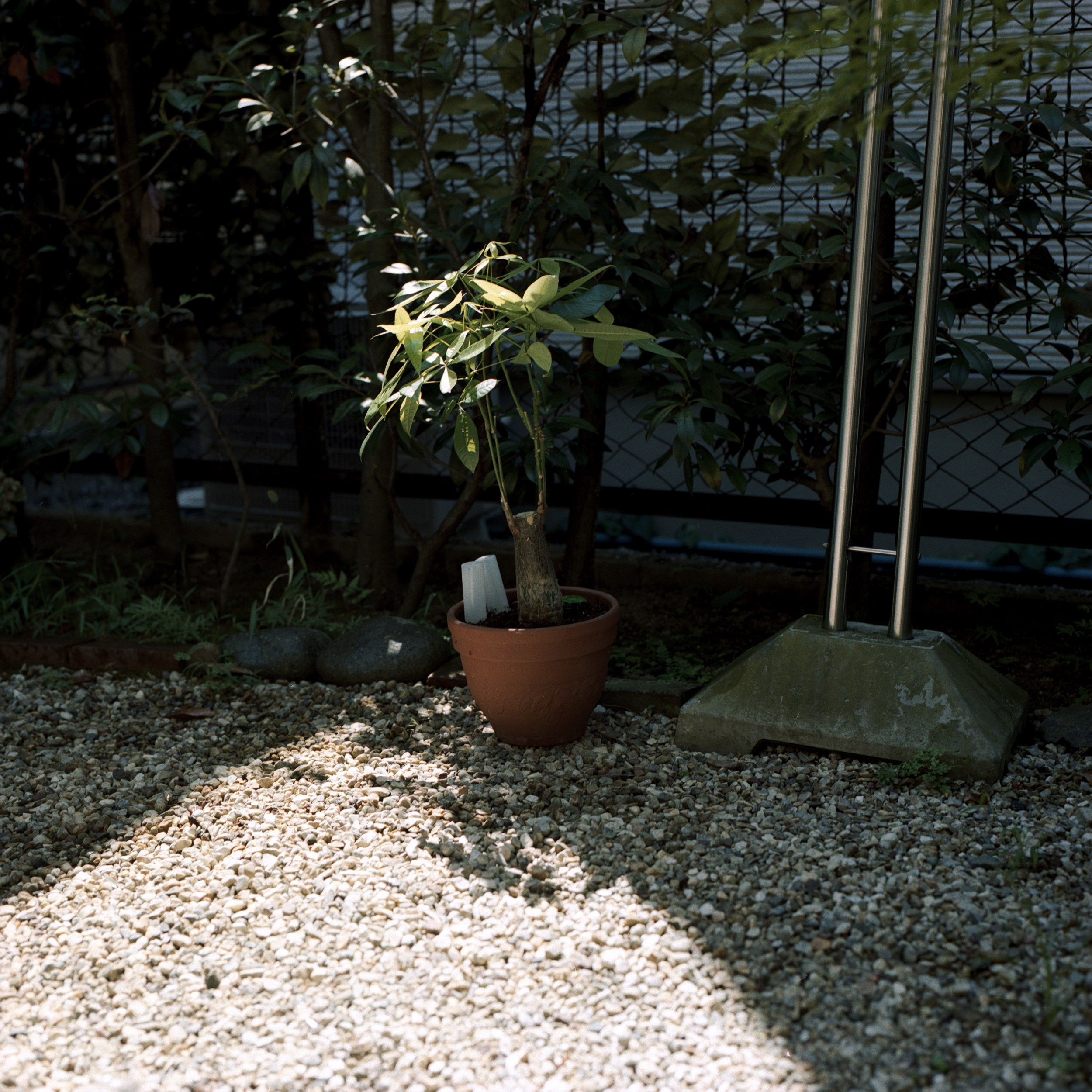 祖母とのヴァナキュラー. MT