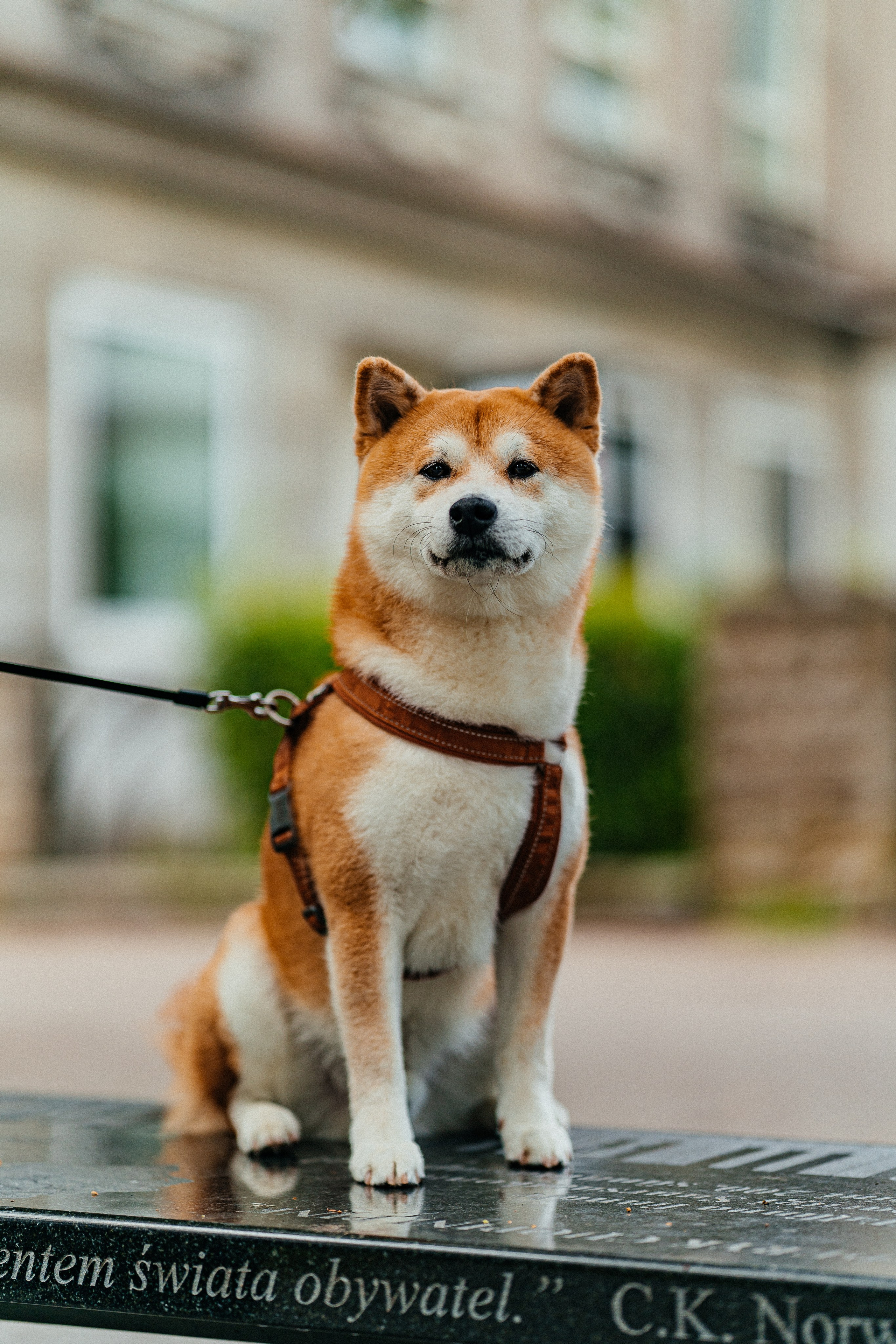 Животные. Uvarovsphoto