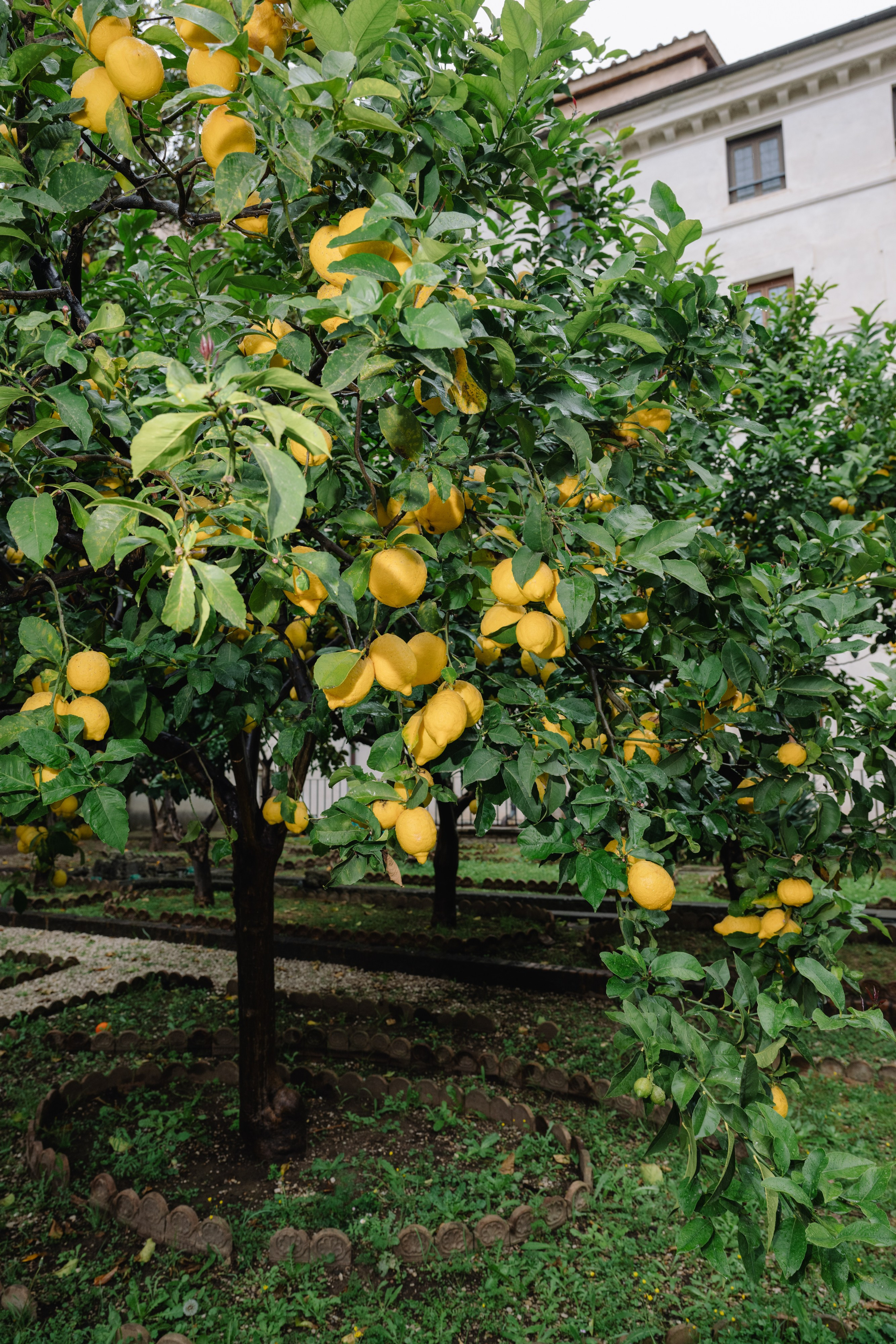 A Romantic Sunrise Elopement in Rome — Rain, Vespa & Love