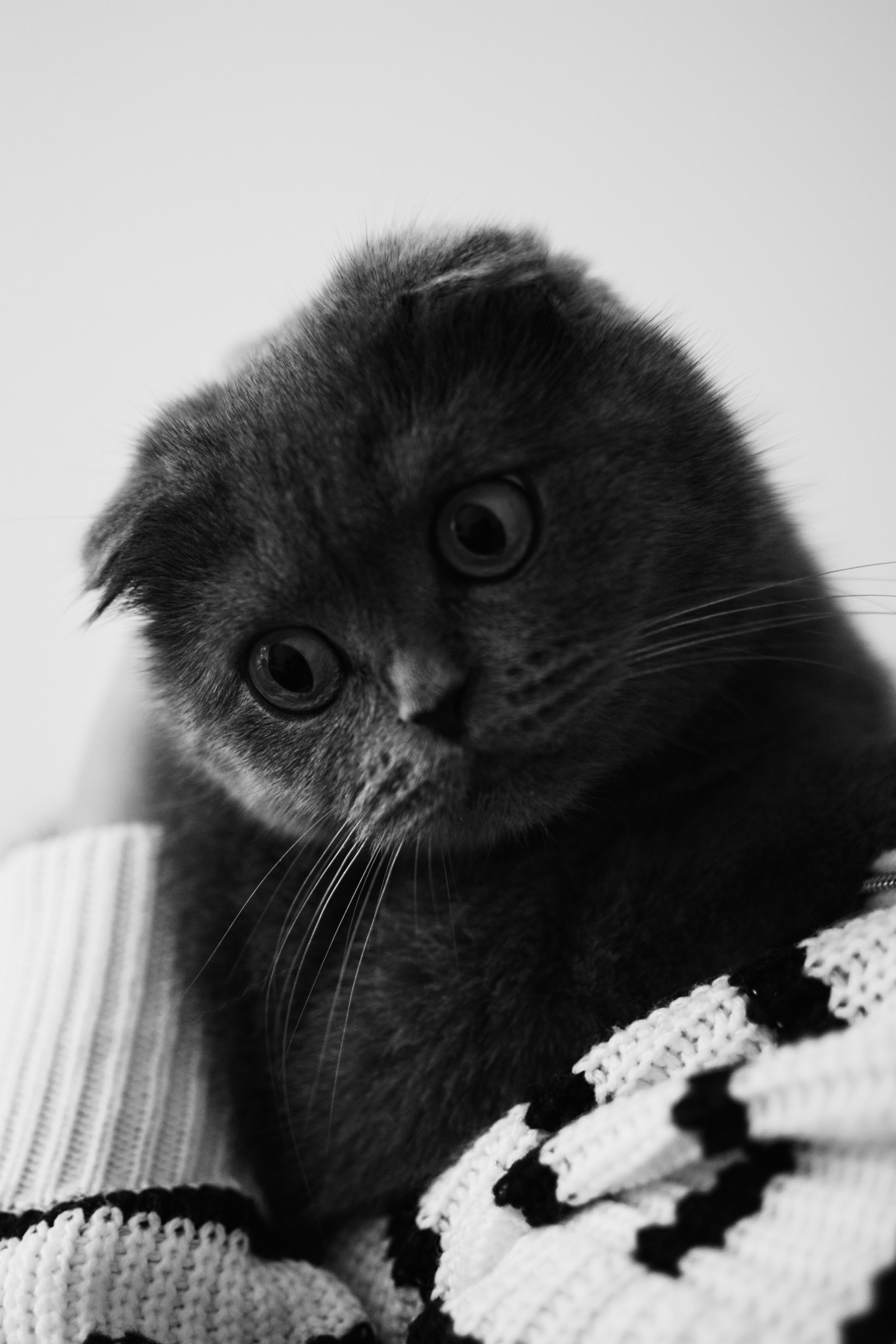 Portraits. Your local photographer