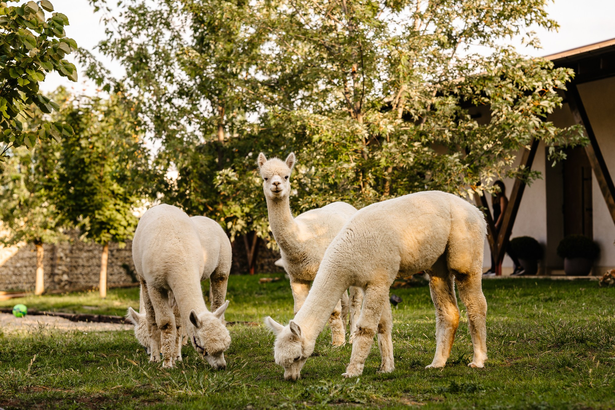 Fotografie Horeca. Fotograf Corporate Business