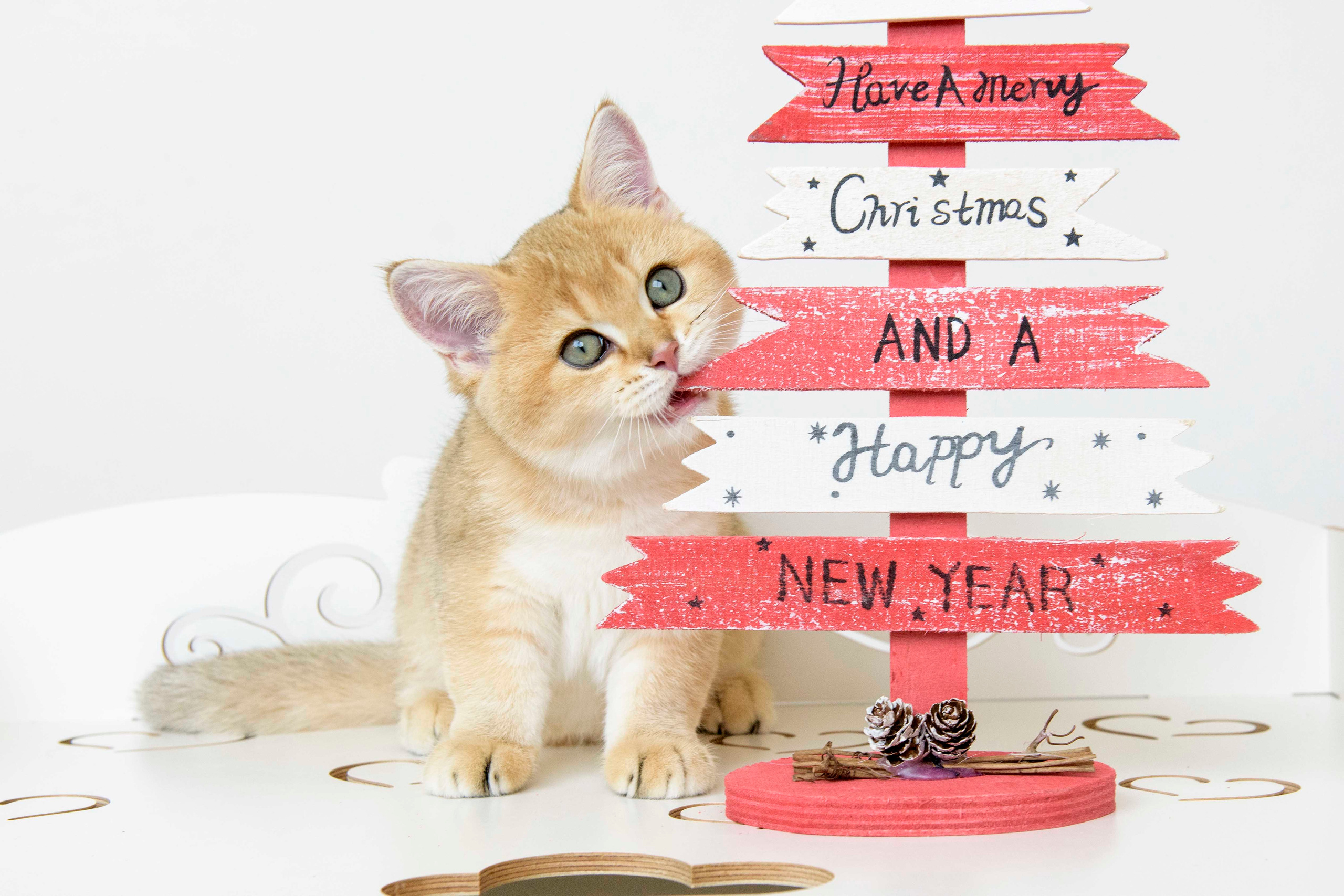 британские котята цена, купить британского котёнка, питомник золотых британцев, питомник золотых британских шиншилл, питомник британских шиншилл Новосибирск, питомник британских кошек Новосибирск