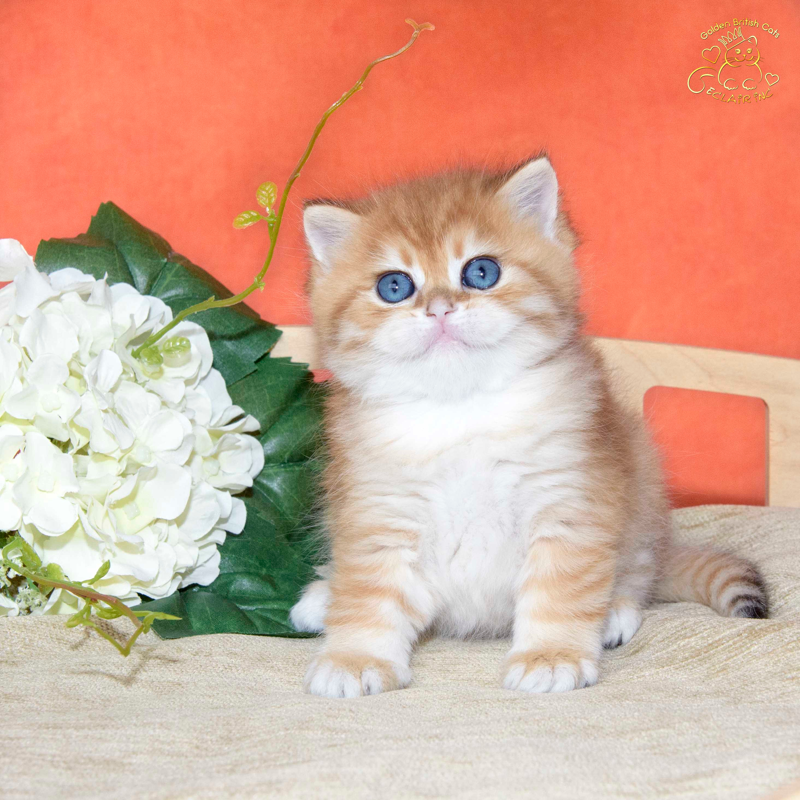 Εκτροφειο βρετανικης κοντότριχης γατας στην Ελλαδα, εκτροφειο british shorthair Αθηνα, εκτροφείο βρετανικής κοντότριχης στην Αθήνα, βρετανικη κοντοτριχη τσιντσιλα, χρυση βρετανική γάτα, βρετανική κοντότριχη γάτα με pedigree, βρετανική κοντότριχη γάτα τιμή, βρετανική μακρύτριχη γάτα, εκτροφείο βρετανικής κοντότριχης γάτας στην Κύπρο, βρετανική γάτα στην Κύπρο τιμή, χρυσή βρετανική γάτα στην Κύπρο, χρυσή βρετανική γάτα Λεμεσός, εκτροφειο βρετανικης γατας Λεμεσος, βρετανικο γατακι τιμη Λεμεσος, βρετανικο γατακι τιμη, βρετανικη γατα Κυπρος, βρετανικη κοντοτριχη γατα τιμη, εκτροφειο βρετανικης κοντοτριχης Θεσσαλονικη