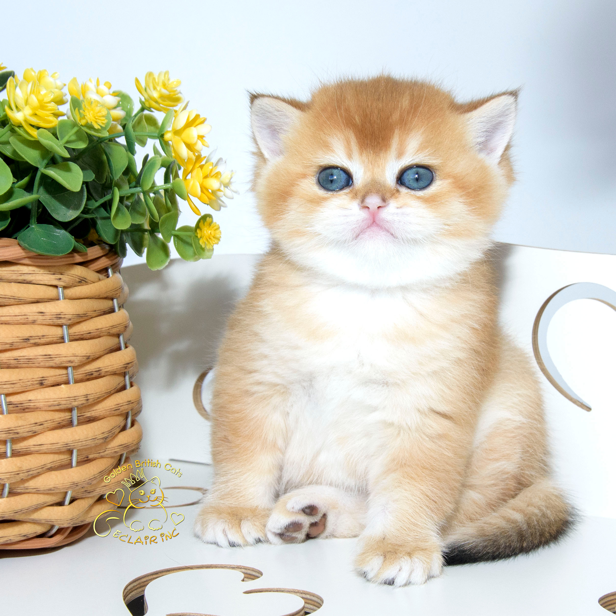 британские котята цена, купить британского котёнка, питомник золотых британцев, питомник золотых британских шиншилл, питомник британских шиншилл Новороссийск, питомник британских кошек Новороссийск