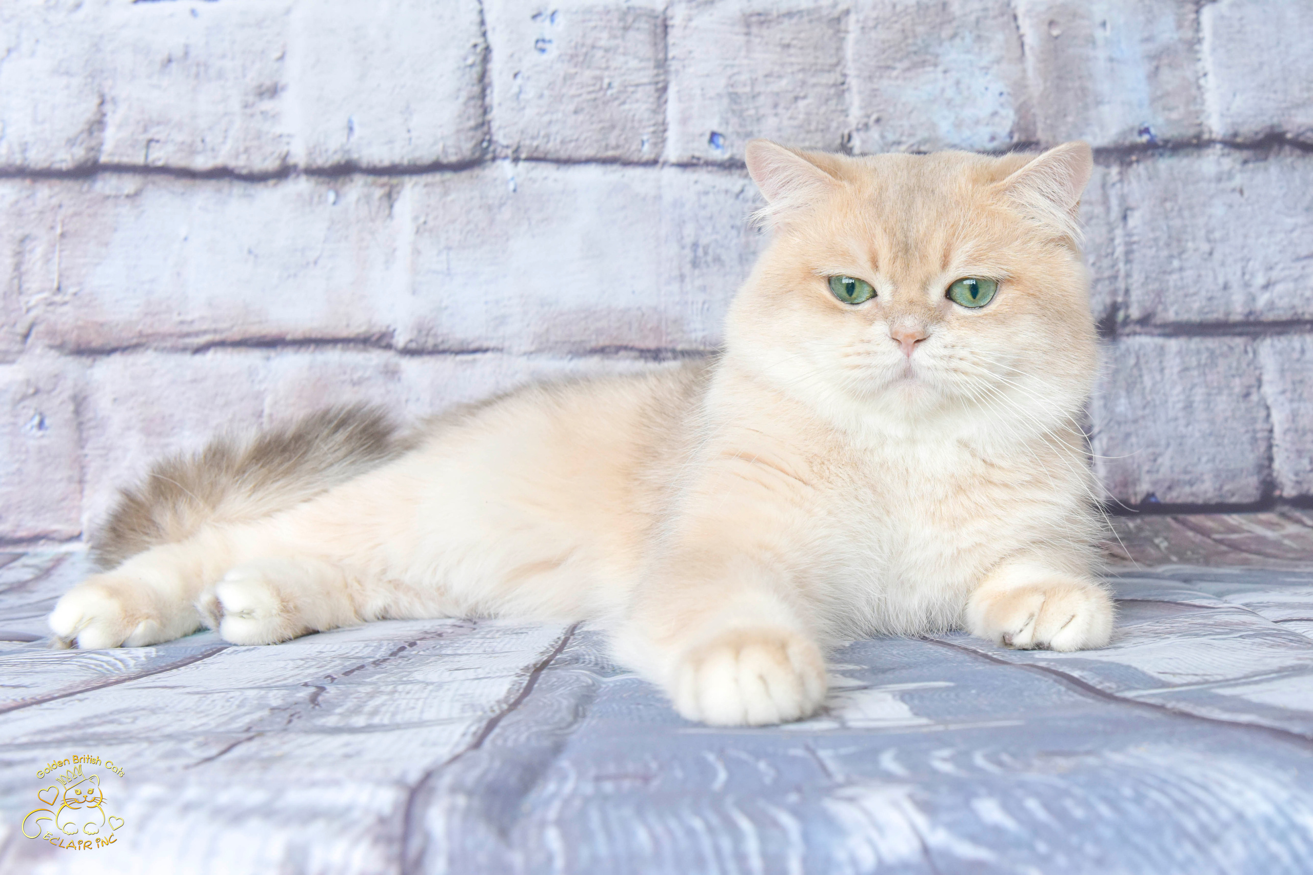 Питомник британских золотых шиншилл в Греции, Питомник британских золотых шиншилл в Новосибирске, британские кошки, питомник британских кошек Краснодар, питомник золотых шиншилл, питомник золотых британцев в Москве, питомник британских шиншилл в Краснодаре, британская кошка купить 