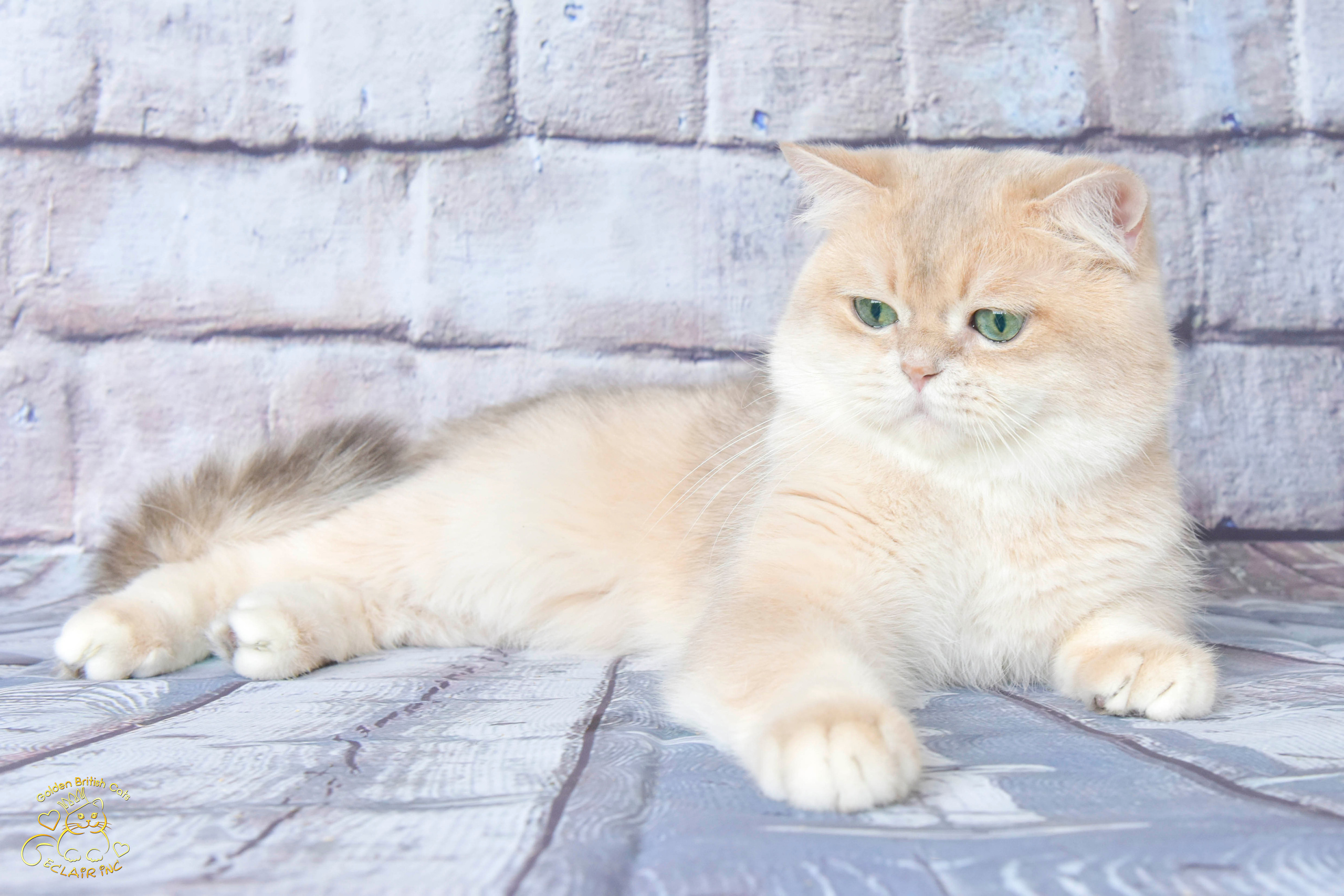 Питомник британских золотых шиншилл в Греции, Питомник британских золотых шиншилл в Новосибирске, британские кошки, питомник британских кошек Краснодар, питомник золотых шиншилл, питомник золотых британцев в Москве, питомник британских шиншилл в Краснодаре, британская кошка купить 