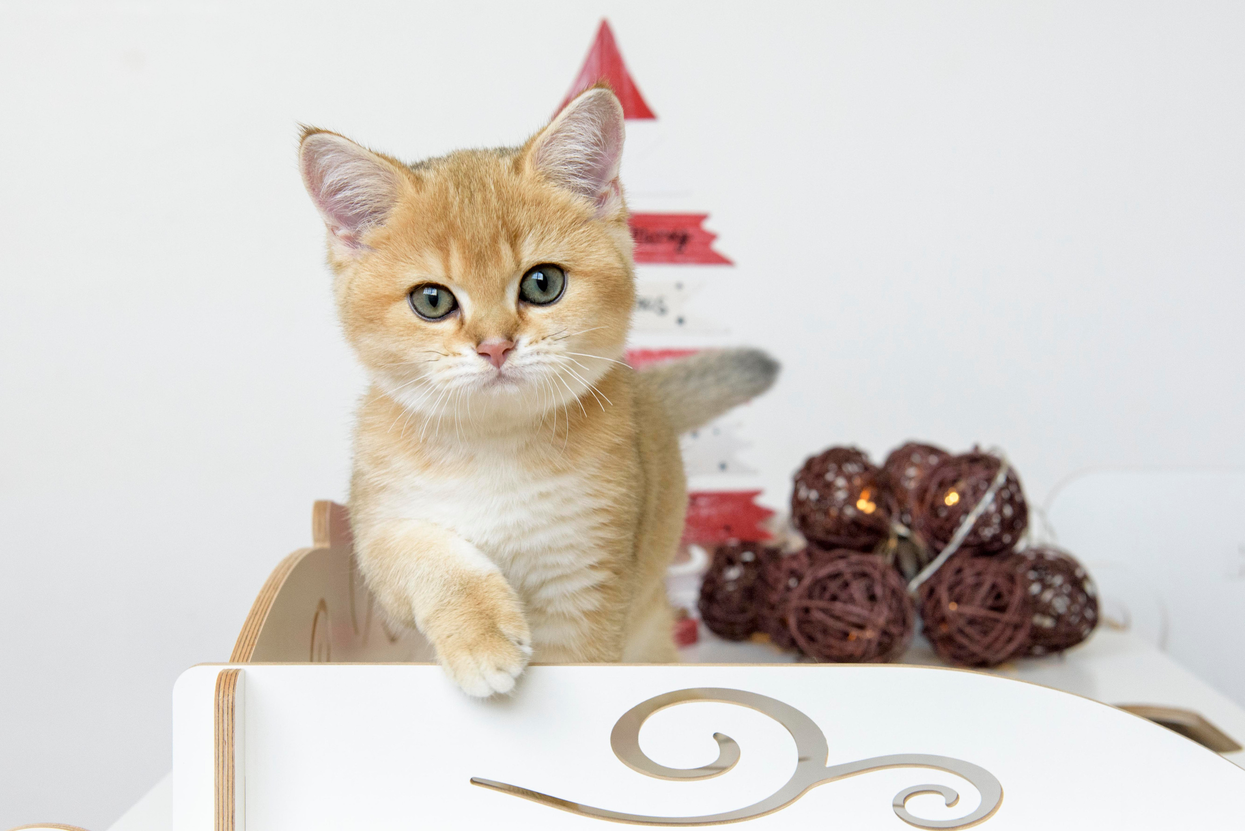 британские котята цена, купить британского котёнка, питомник золотых британцев, питомник золотых британских шиншилл, питомник британских шиншилл Новосибирск, питомник британских кошек Новосибирск