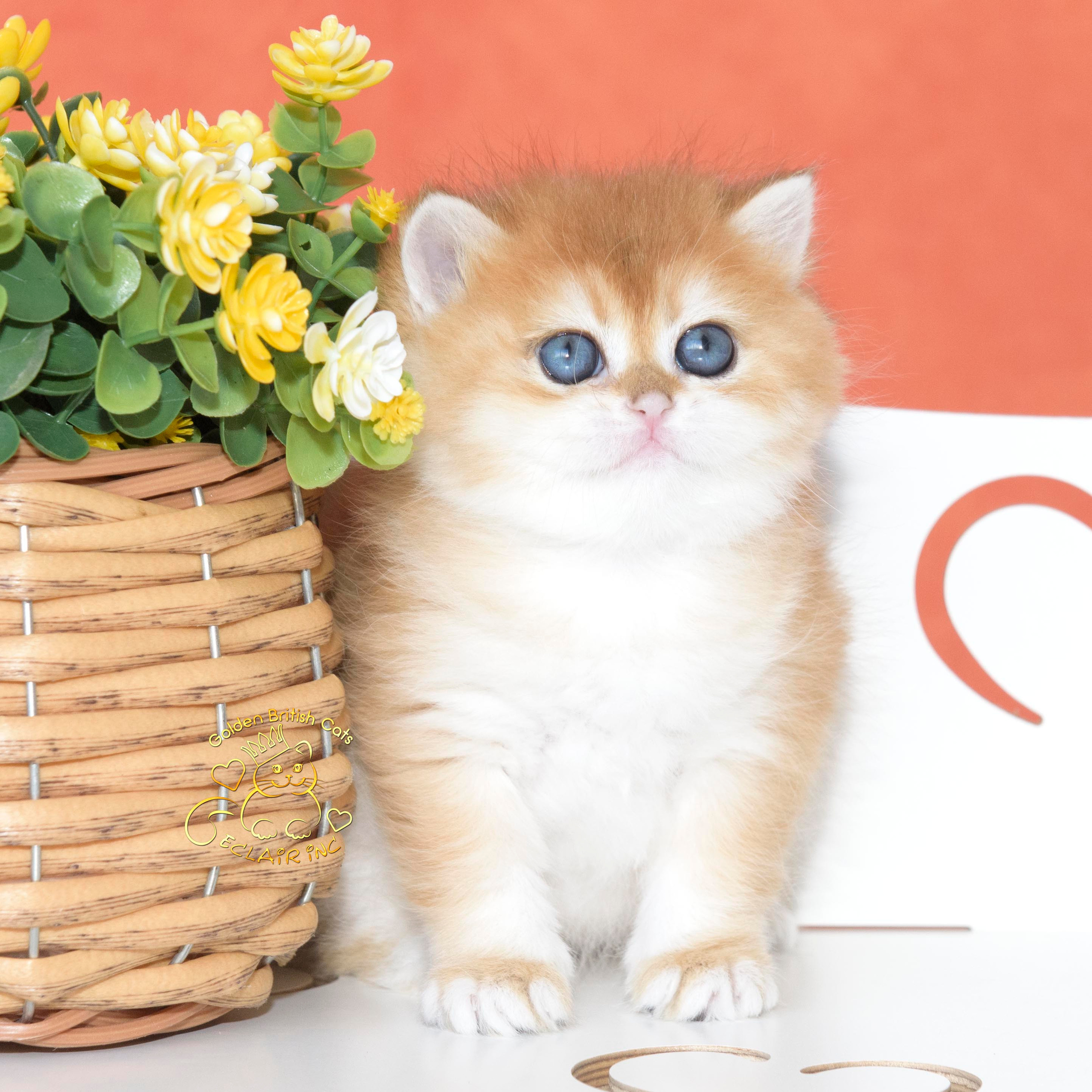 Εκτροφειο βρετανικης κοντότριχης γατας στην Ελλαδα, εκτροφειο british shorthair Αθηνα, εκτροφείο βρετανικής κοντότριχης στην Αθήνα, βρετανικη κοντοτριχη τσιντσιλα, χρυση βρετανική γάτα, βρετανική κοντότριχη γάτα με pedigree, βρετανική κοντότριχη γάτα τιμή, βρετανική μακρύτριχη γάτα, εκτροφείο βρετανικής κοντότριχης γάτας στην Κύπρο, βρετανική γάτα στην Κύπρο τιμή, χρυσή βρετανική γάτα στην Κύπρο, χρυσή βρετανική γάτα Λεμεσός, εκτροφειο βρετανικης γατας Λεμεσος, βρετανικο γατακι τιμη Λεμεσος, βρετανικο γατακι τιμη, βρετανικη γατα Κυπρος, βρετανικη κοντοτριχη γατα τιμη, εκτροφειο βρετανικης κοντοτριχης Θεσσαλονικη