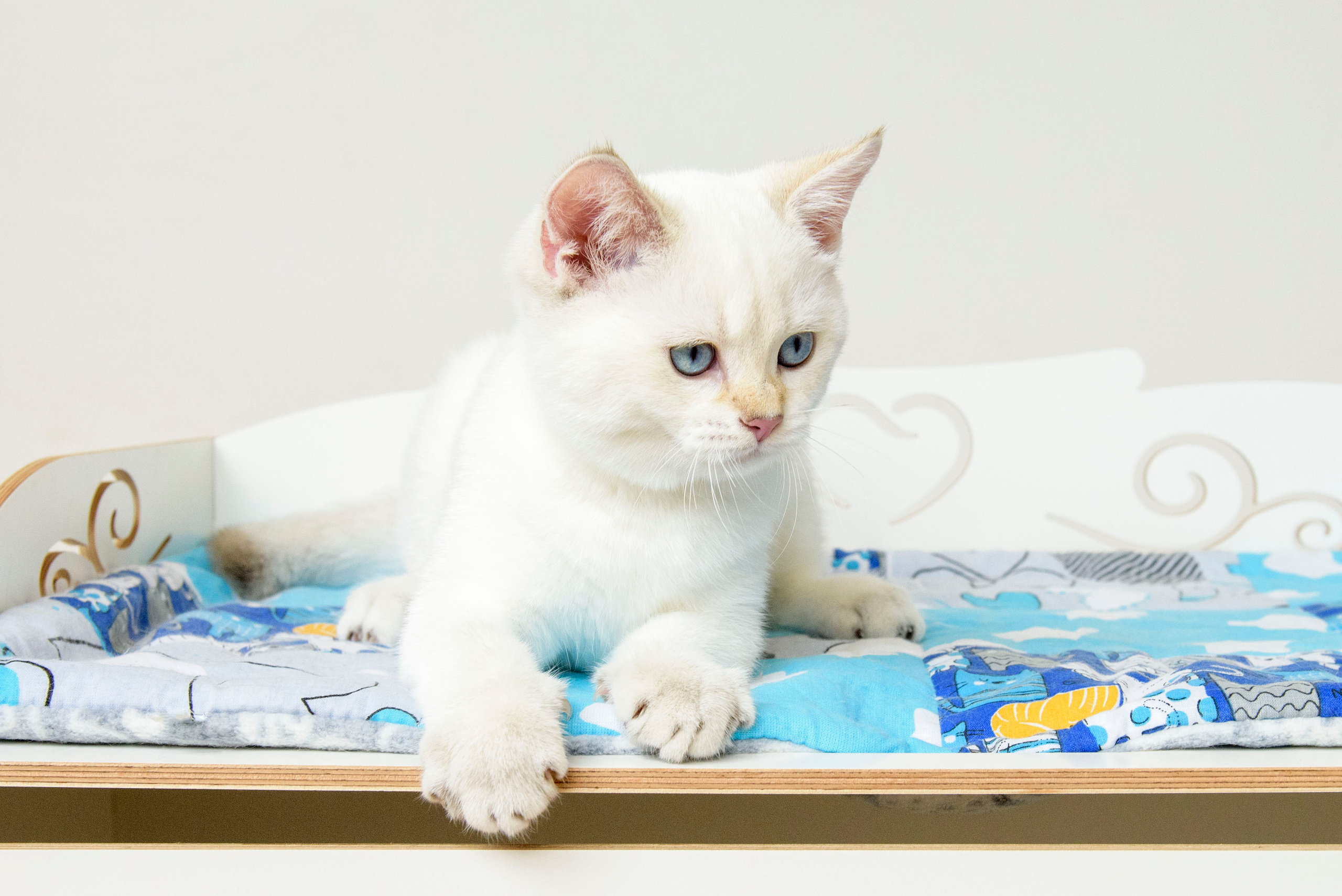 британские котята цена, купить британского котёнка, питомник золотых британцев, питомник золотых британских шиншилл, питомник британских шиншилл Питер, питомник британских кошек Питер, питомник британских кошек Санкт Петербург