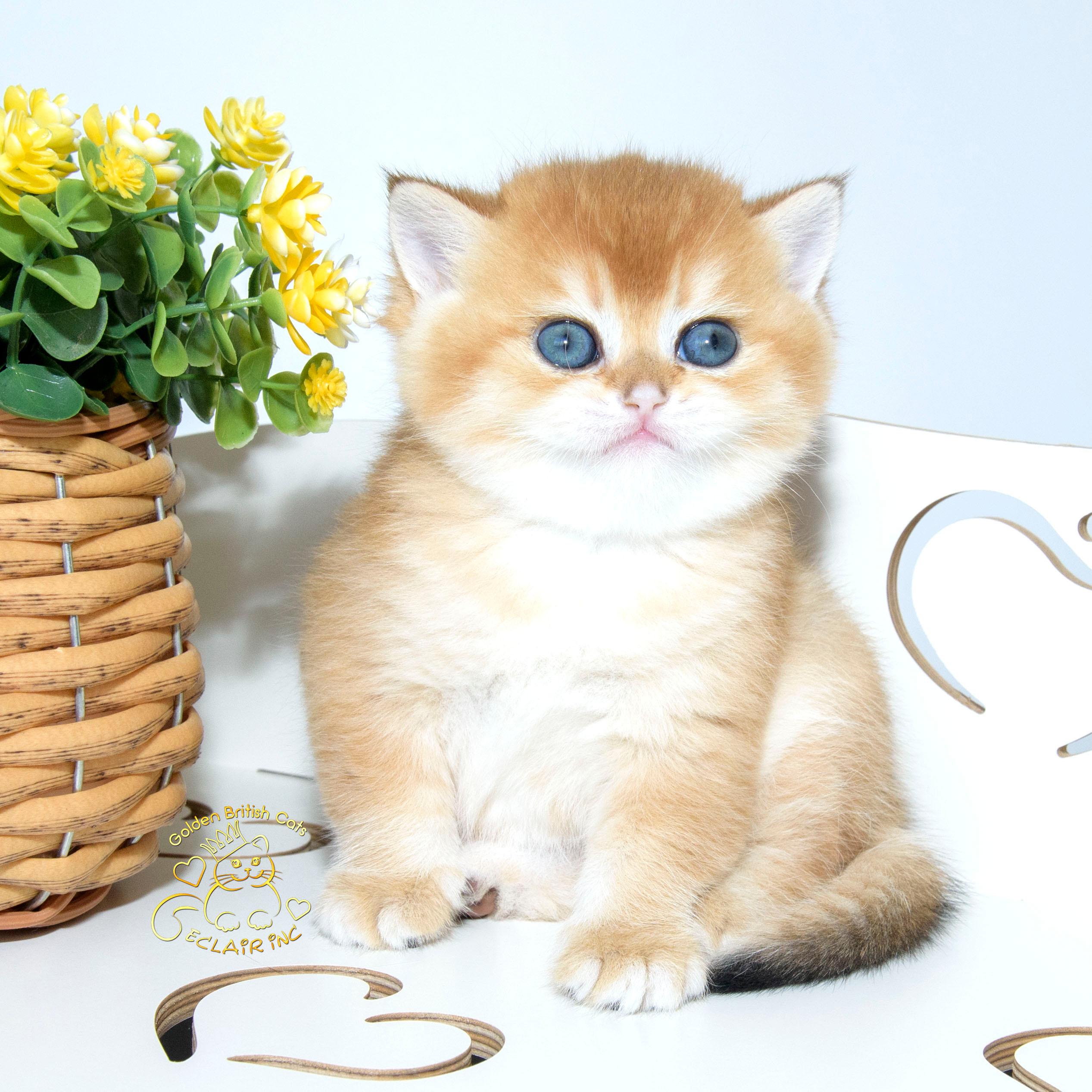 британские котята цена, купить британского котёнка, питомник золотых британцев, питомник золотых британских шиншилл, питомник британских шиншилл Краснодар, питомник британских кошек Краснодар