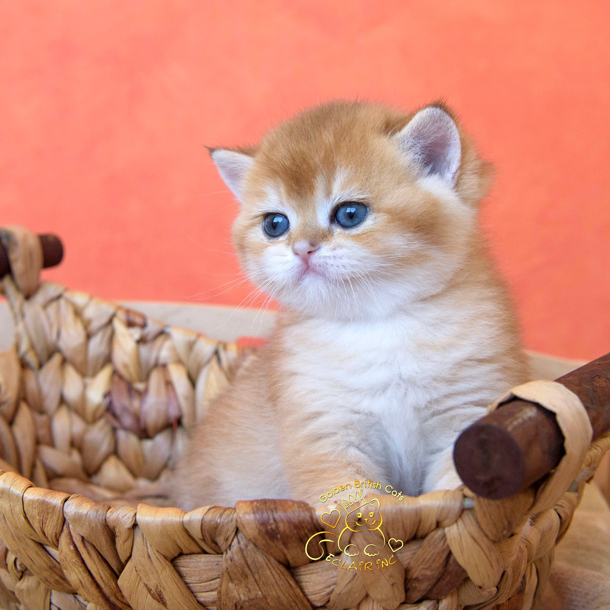 британские кошки, британские золотые кошки, британские золотые шиншиллы, питомник британских кошек, питомник золотых шиншилл, купить британскую кошку, питомник британских шиншилл в Греции