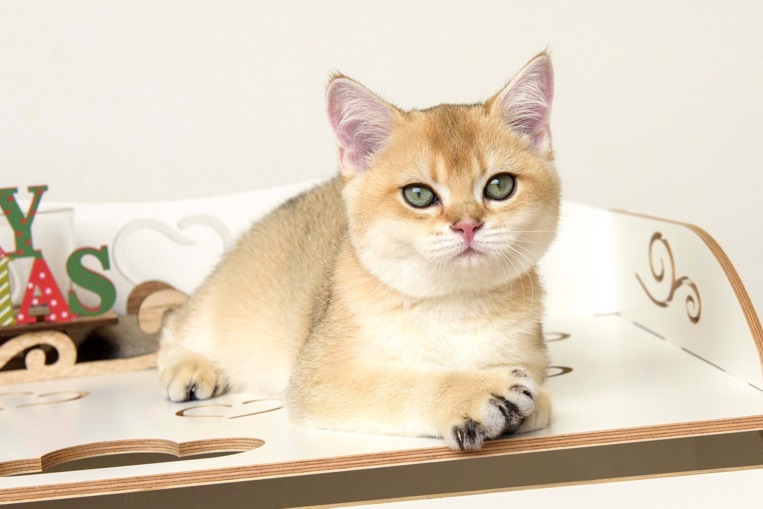 Βρετανικά γατάκια Ελλάδα, βρετανικά γατάκια Κύπρος, βρετανική γάτα Λεμεσός, βρετανική γάτα Κύπρος τιμή, εκτροφείο βρετανικής γάτας Κύπρος, εκτροφείο βρετανικής γάτας Λεμεσός, εκτροφείο βρετανικής γάτας Λάρνακα, εκτροφείο βρετανικής κοντότριχης γάτας στην Αθήνα, εκτροφείο βρετανικής κοντότριχης στην Ελλάδα, βρετανική κοντότριχη γάτα τιμή