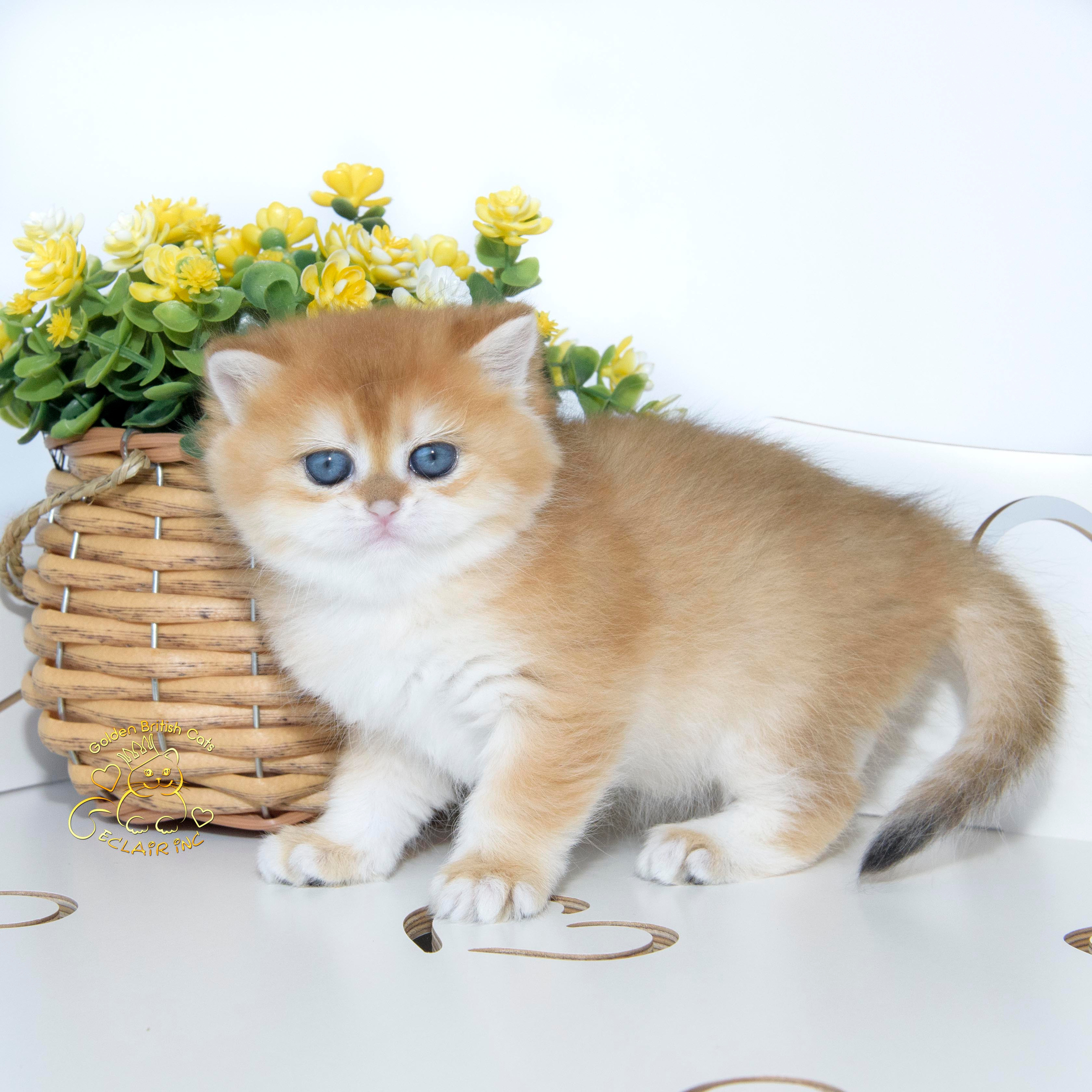 Εκτροφειο βρετανικης κοντότριχης γατας στην Ελλαδα, εκτροφειο british shorthair Αθηνα, εκτροφείο βρετανικής κοντότριχης στην Αθήνα, βρετανικη κοντοτριχη τσιντσιλα, χρυση βρετανική γάτα, βρετανική κοντότριχη γάτα με pedigree, βρετανική κοντότριχη γάτα τιμή, βρετανική μακρύτριχη γάτα, εκτροφείο βρετανικής κοντότριχης γάτας στην Κύπρο, βρετανική γάτα στην Κύπρο τιμή, χρυσή βρετανική γάτα στην Κύπρο, χρυσή βρετανική γάτα Λεμεσός, εκτροφειο βρετανικης γατας Λεμεσος, βρετανικο γατακι τιμη Λεμεσος, βρετανικο γατακι τιμη, βρετανικη γατα Κυπρος, βρετανικη κοντοτριχη γατα τιμη, εκτροφειο βρετανικης κοντοτριχης Θεσσαλονικη