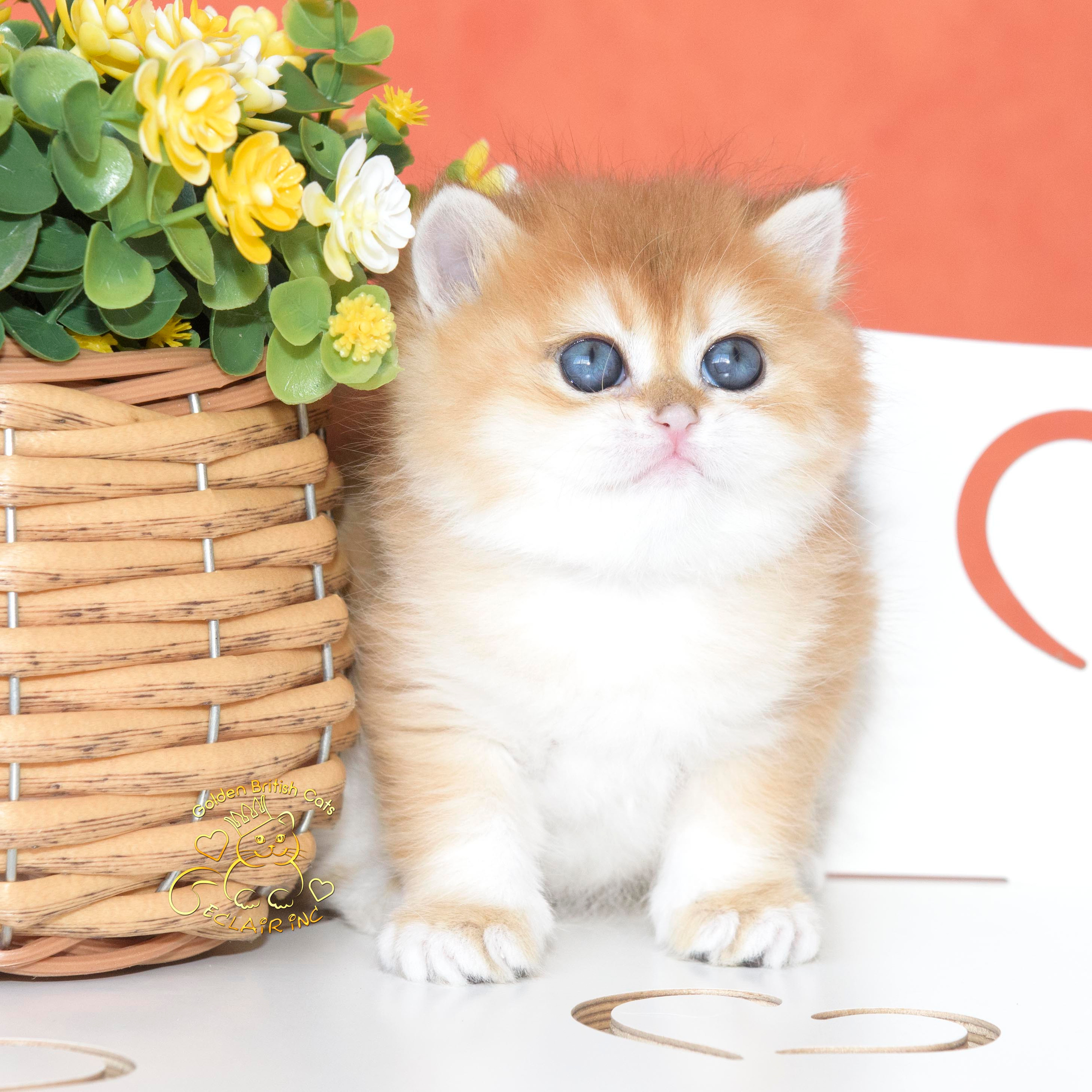 Εκτροφειο βρετανικης κοντότριχης γατας στην Ελλαδα, εκτροφειο british shorthair Αθηνα, εκτροφείο βρετανικής κοντότριχης στην Αθήνα, βρετανικη κοντοτριχη τσιντσιλα, χρυση βρετανική γάτα, βρετανική κοντότριχη γάτα με pedigree, βρετανική κοντότριχη γάτα τιμή, βρετανική μακρύτριχη γάτα, εκτροφείο βρετανικής κοντότριχης γάτας στην Κύπρο, βρετανική γάτα στην Κύπρο τιμή, χρυσή βρετανική γάτα στην Κύπρο, χρυσή βρετανική γάτα Λεμεσός, εκτροφειο βρετανικης γατας Λεμεσος, βρετανικο γατακι τιμη Λεμεσος, βρετανικο γατακι τιμη, βρετανικη γατα Κυπρος, βρετανικη κοντοτριχη γατα τιμη, εκτροφειο βρετανικης κοντοτριχης Θεσσαλονικη