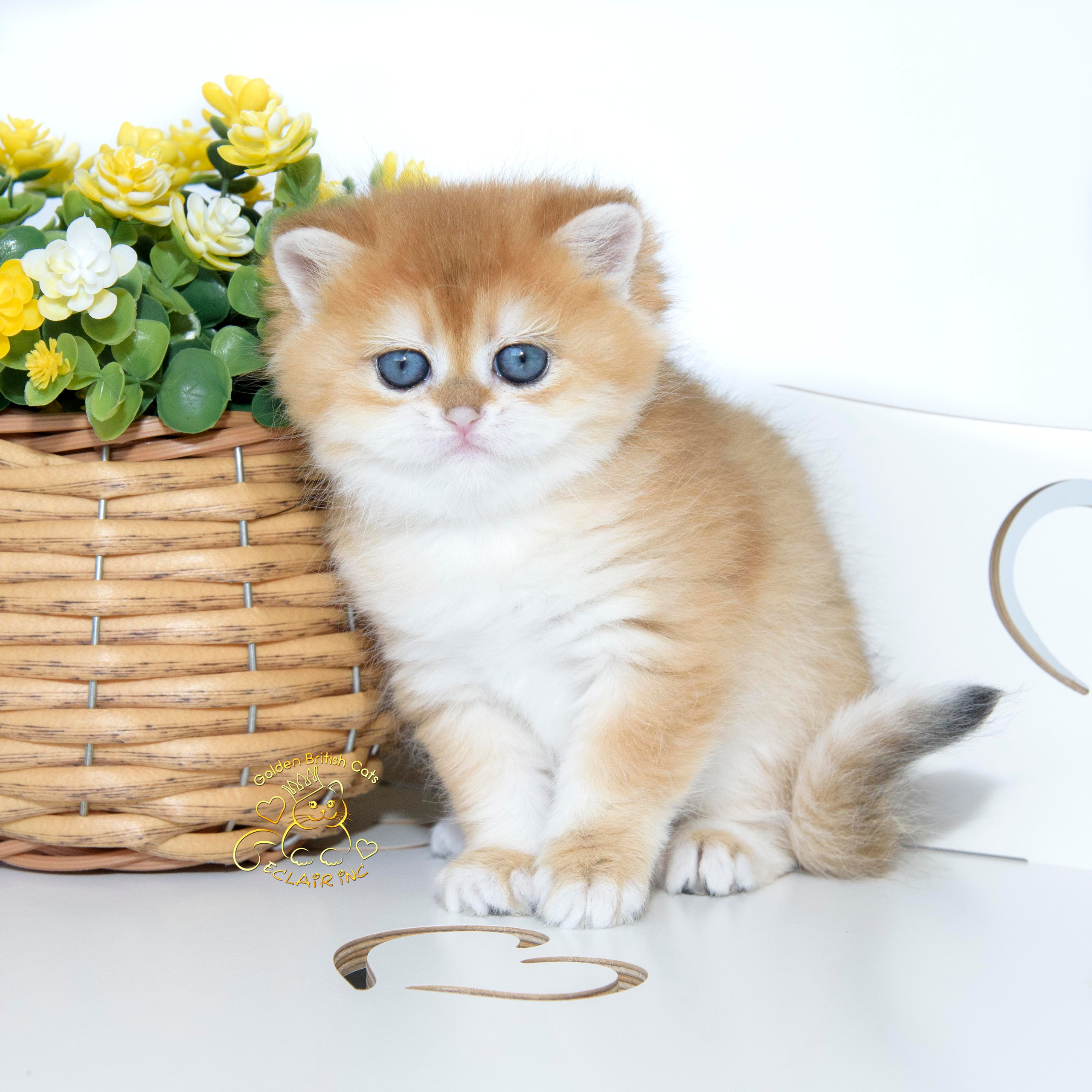 Εκτροφειο βρετανικης κοντότριχης γατας στην Ελλαδα, εκτροφειο british shorthair Αθηνα, εκτροφείο βρετανικής κοντότριχης στην Αθήνα, βρετανικη κοντοτριχη τσιντσιλα, χρυση βρετανική γάτα, βρετανική κοντότριχη γάτα με pedigree, βρετανική κοντότριχη γάτα τιμή, βρετανική μακρύτριχη γάτα, εκτροφείο βρετανικής κοντότριχης γάτας στην Κύπρο, βρετανική γάτα στην Κύπρο τιμή, χρυσή βρετανική γάτα στην Κύπρο, χρυσή βρετανική γάτα Λεμεσός, εκτροφειο βρετανικης γατας Λεμεσος, βρετανικο γατακι τιμη Λεμεσος, βρετανικο γατακι τιμη, βρετανικη γατα Κυπρος, βρετανικη κοντοτριχη γατα τιμη, εκτροφειο βρετανικης κοντοτριχης Θεσσαλονικη