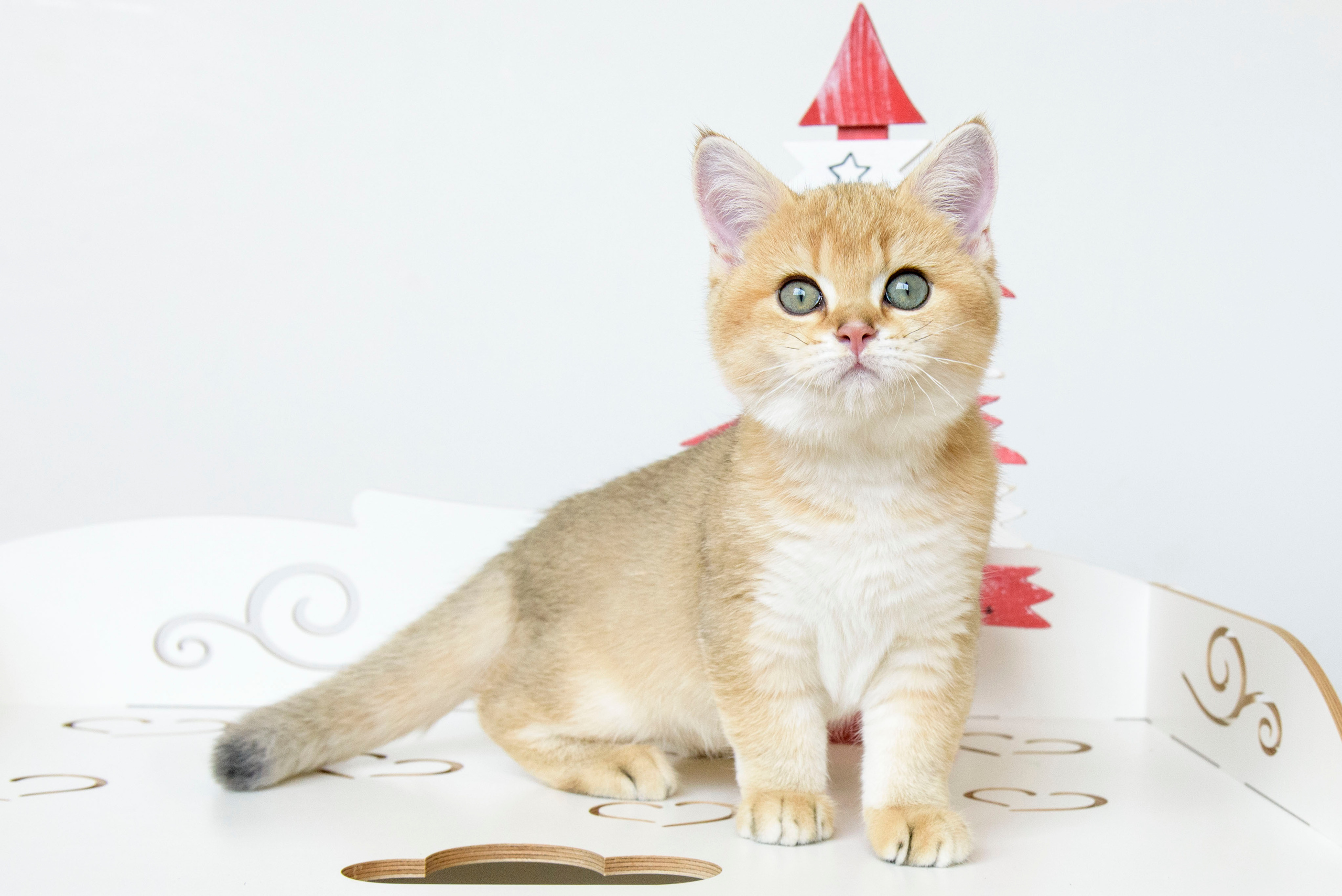 британские котята цена, купить британского котёнка, питомник золотых британцев, питомник золотых британских шиншилл, питомник британских шиншилл Новороссийск, питомник британских кошек Новороссийск